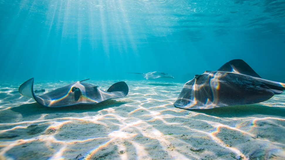 Manta rays are one of the many fish species you can see on a dive. Photo: Padi