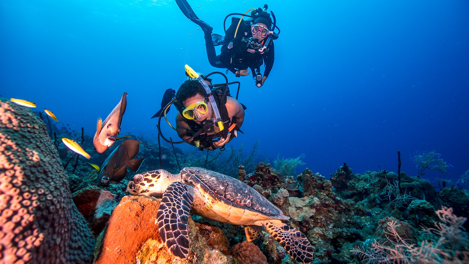 A diver gets up close with a sea turtle. Photo: Padi