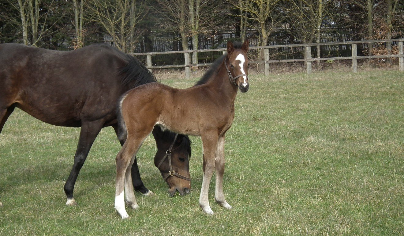 Hong Kong Mile runner Zaaki as a foal. Photo: Lanwades Stud