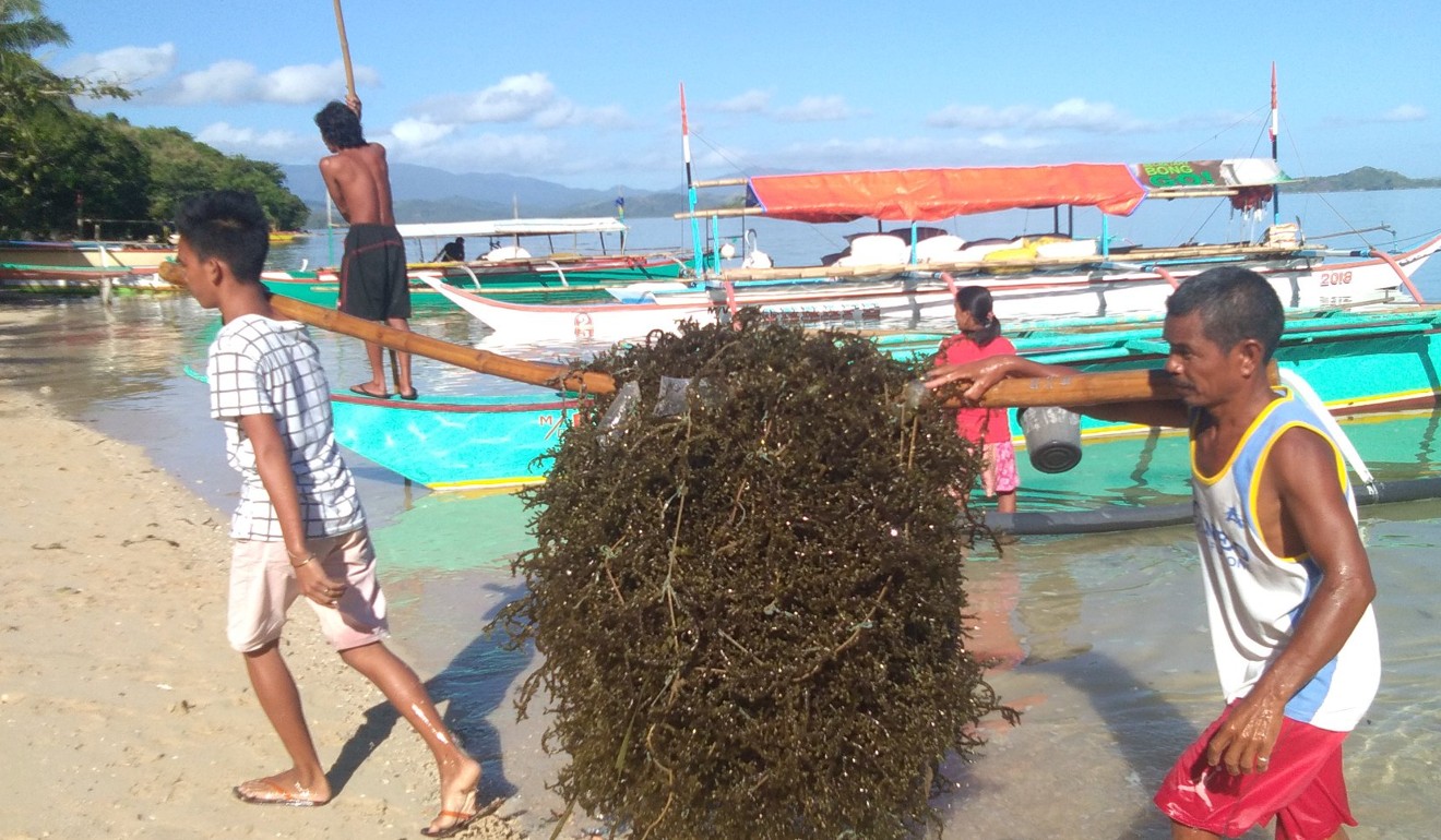 Agrabah founder Jun Ocol works with families that farm seaweed in central Bicol province. Photo: Agrabah