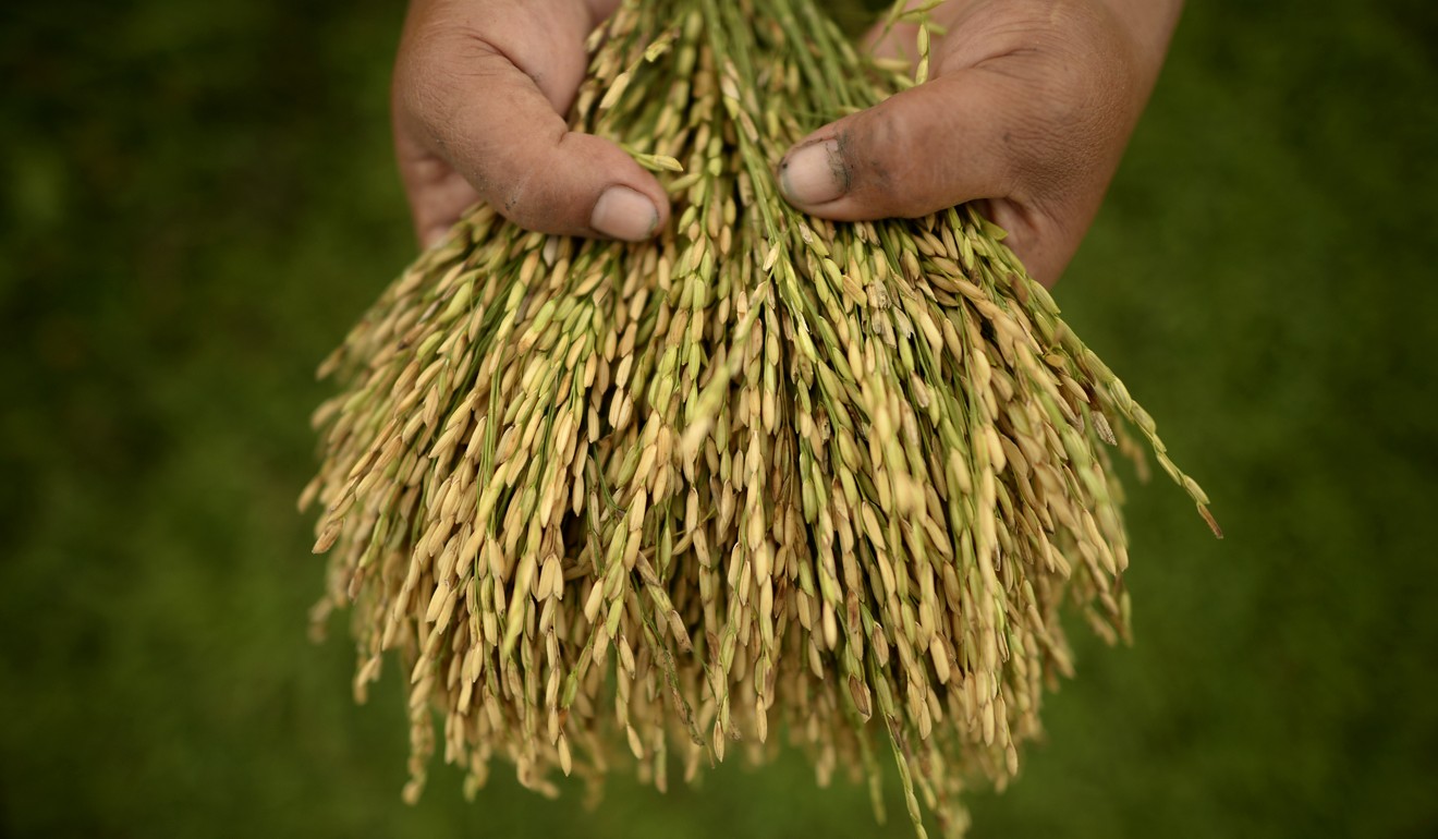 A farmer shows rice samples from a paddy field at the International Rice Research Institute south of Manila. Photo: AFP