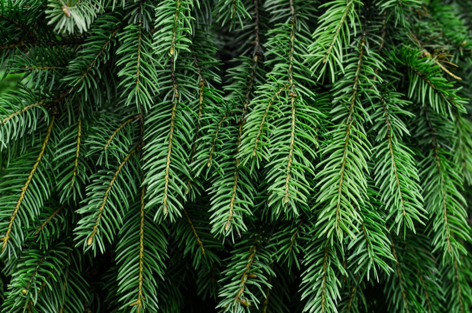 Cleaning a live Christmas tree with a vinegar solution can help clean away the mould. Photo: Shutterstock