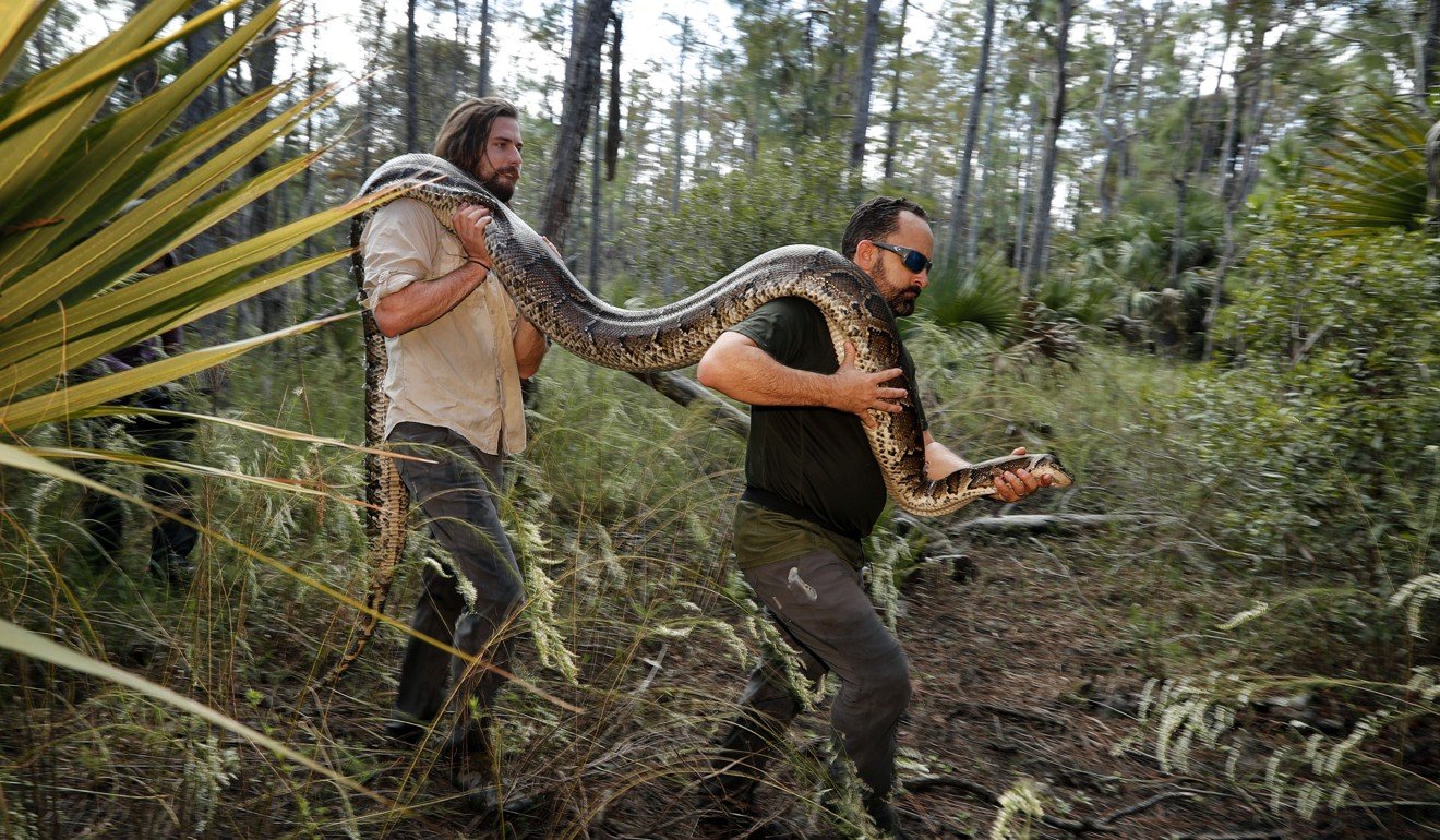 The epic battle to rid Florida's Everglades of invasive Burmese pythons ...