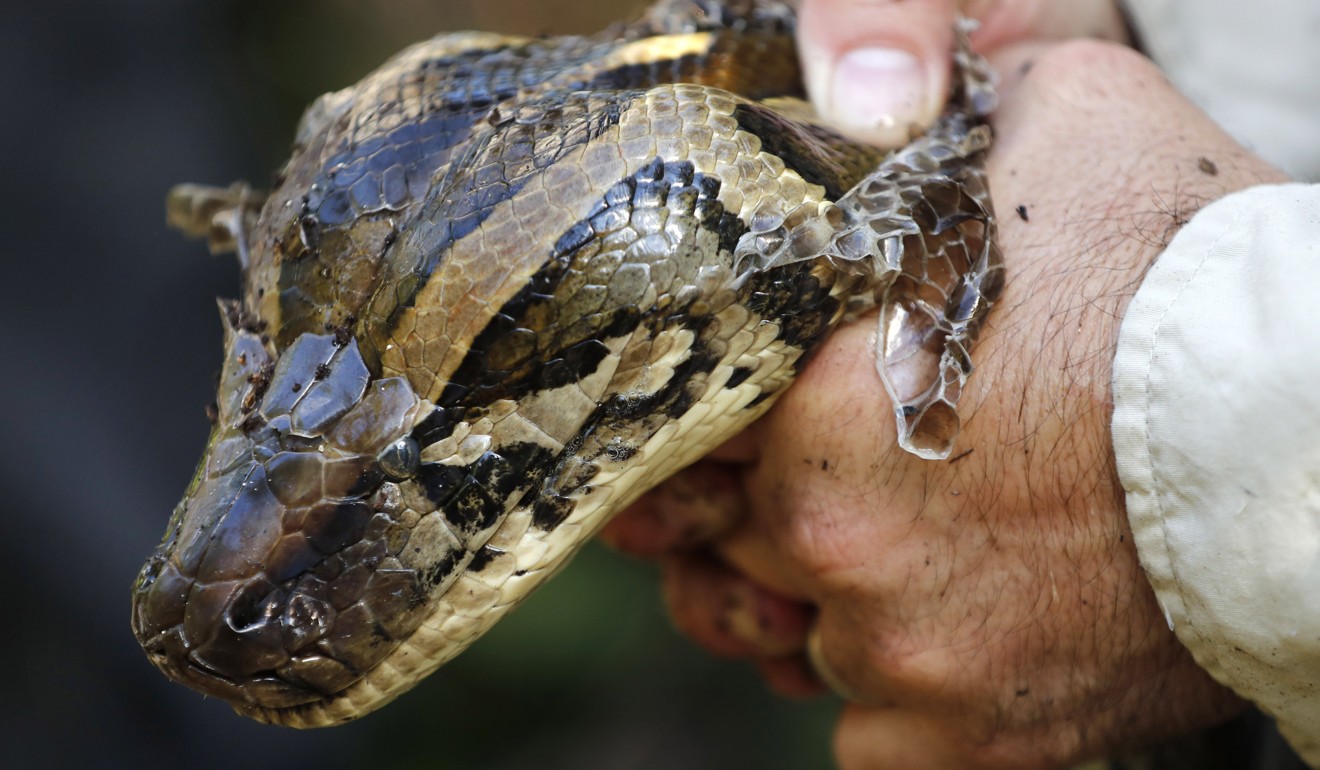 The epic battle to rid Florida's Everglades of invasive Burmese pythons ...