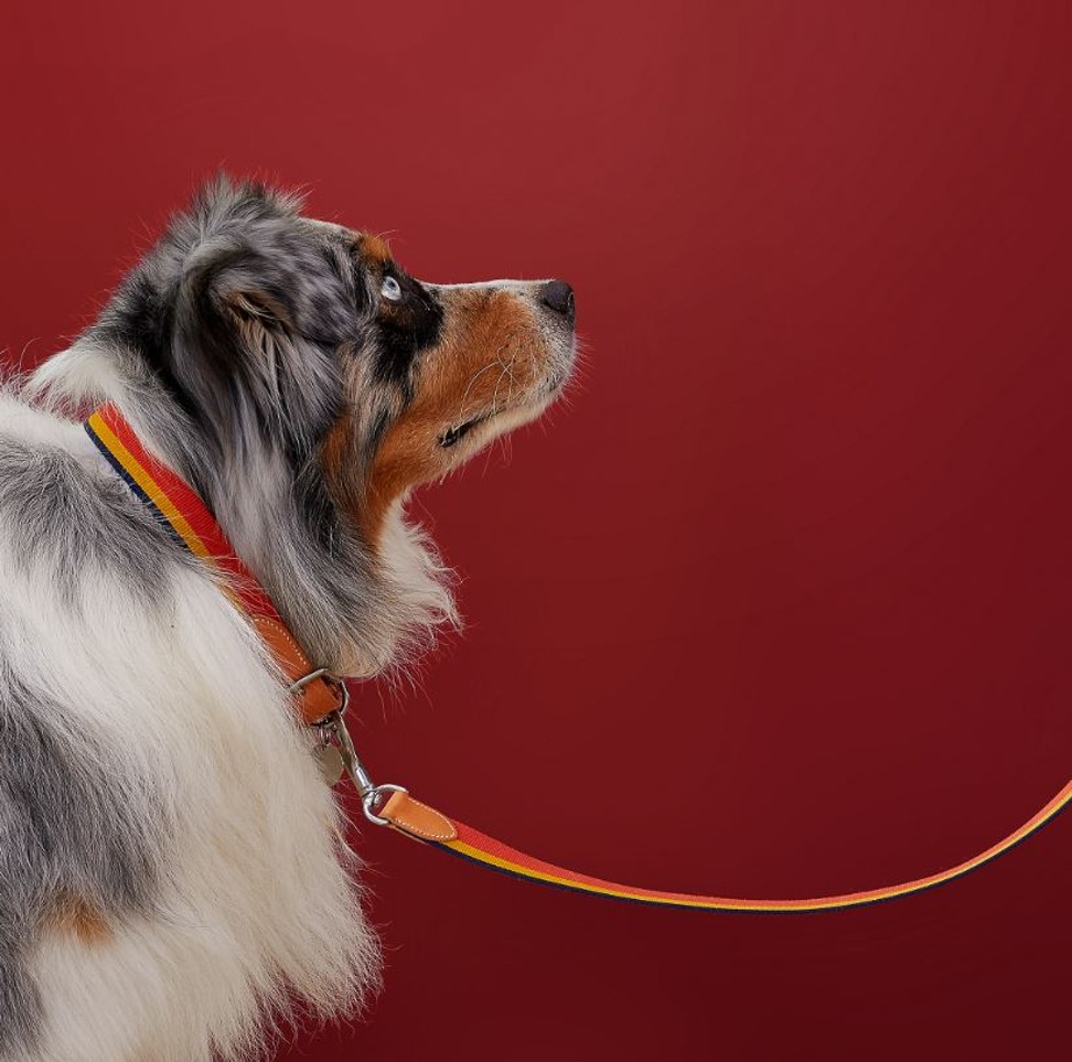 Rocabar dog leash