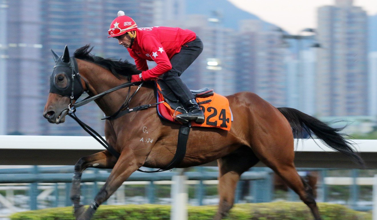 Douglas Whyte works Adonis at Sha Tin during the week.