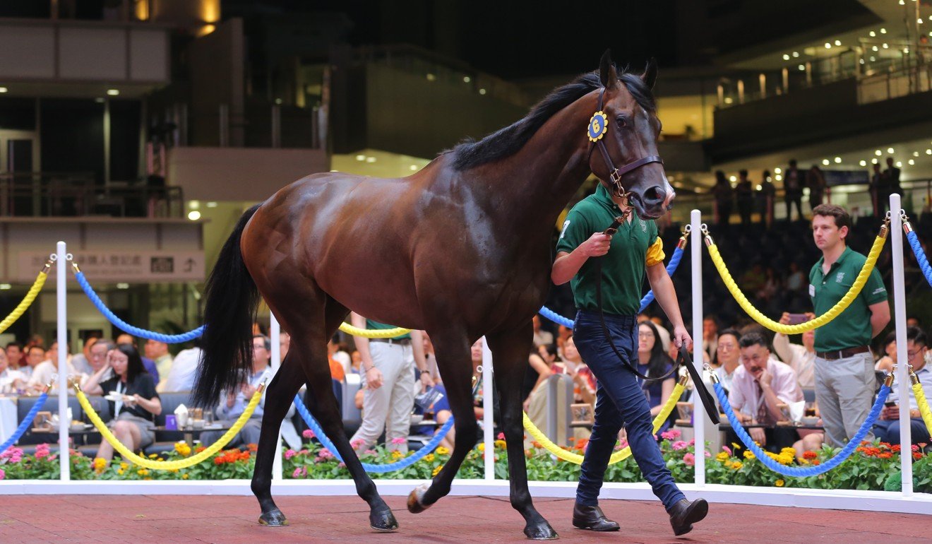 A HK$2.5 million galloper goes through the ring at the Hong Kong International Sale.