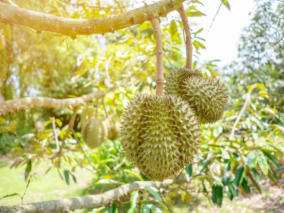 A durian garden in Batam, the provincial capital of Indonesia's Riau Islands, is expected to be a big draw for tourists. Photo: Shutterstock