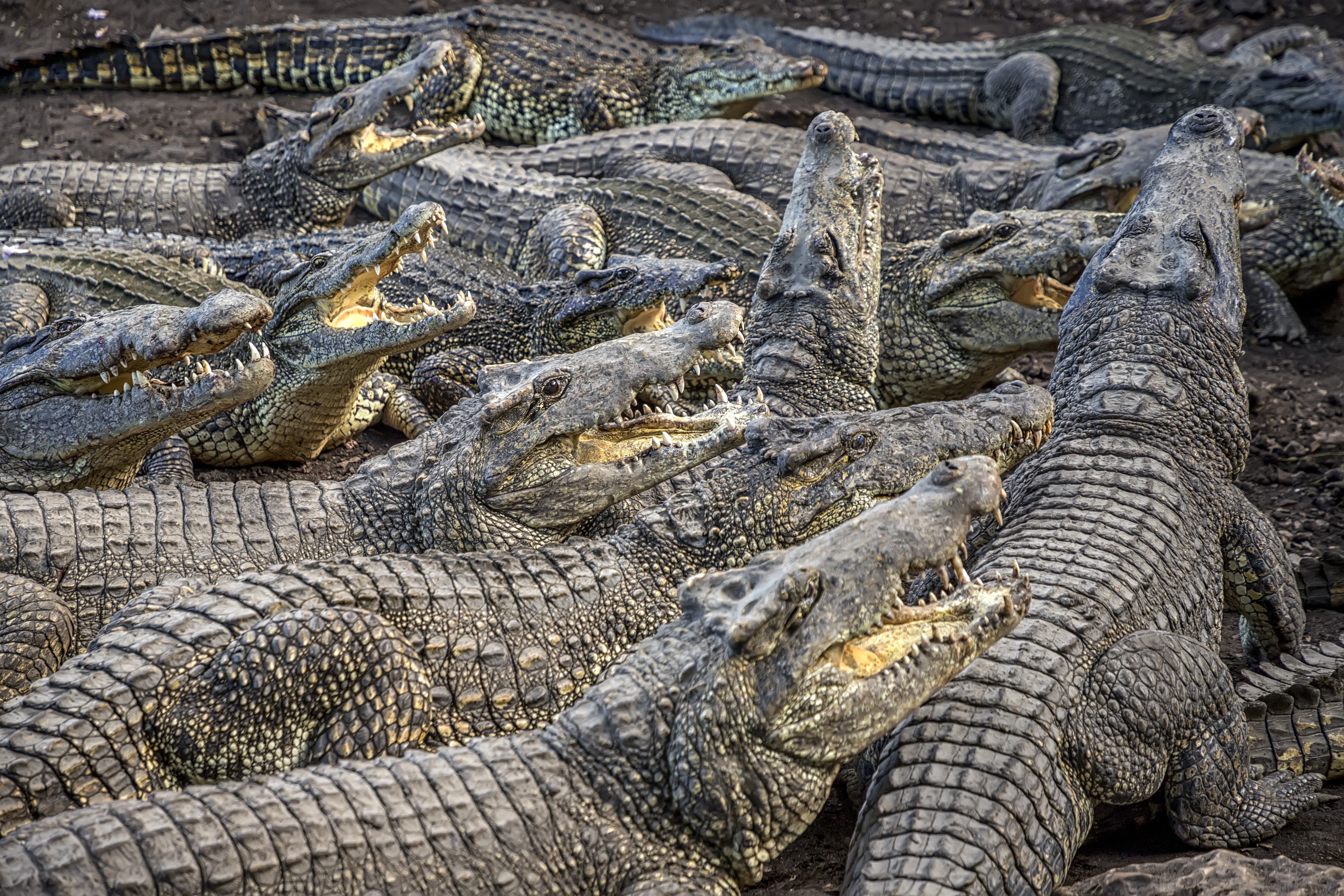Why are fashion houses buying up crocodile farms? BBC News 