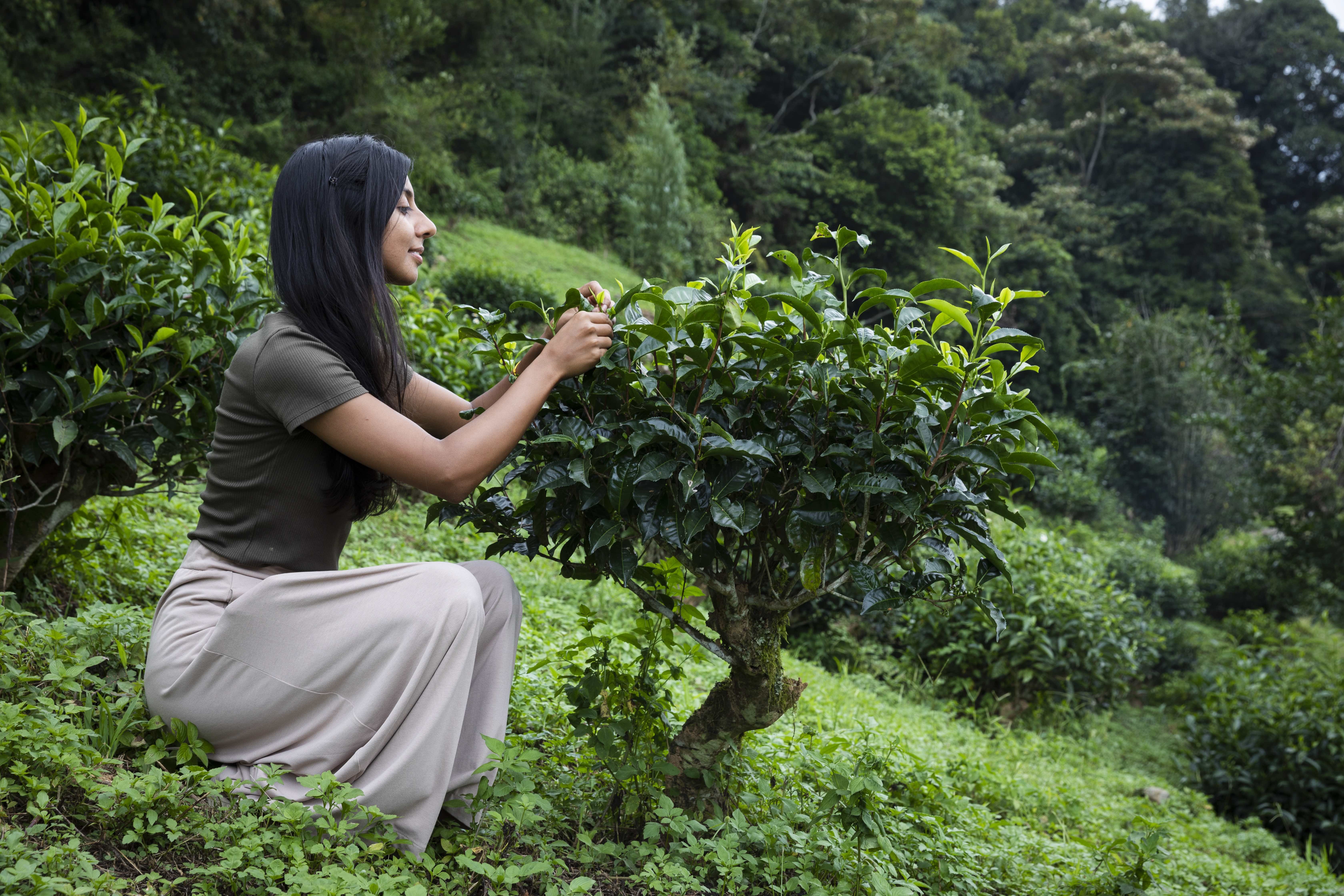 Resham Daswani visits a tea plantation, sourcing leaves for the tea meditation ceremonies she conducts in Hong Kong. Photo: Handout