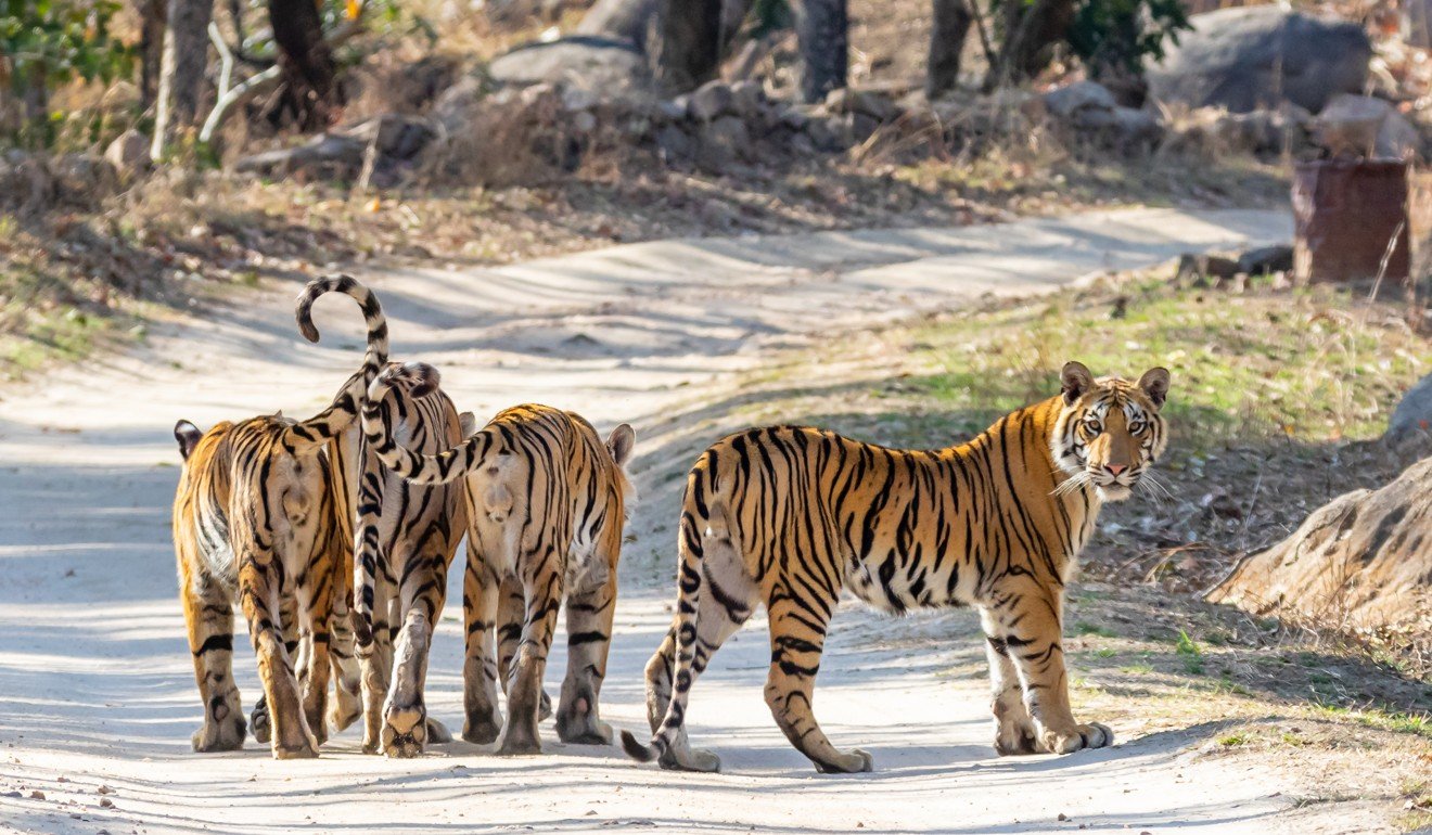 Bengal tigers at Pench National Park, Madhya Pradesh, India. Photo: Shutterstock