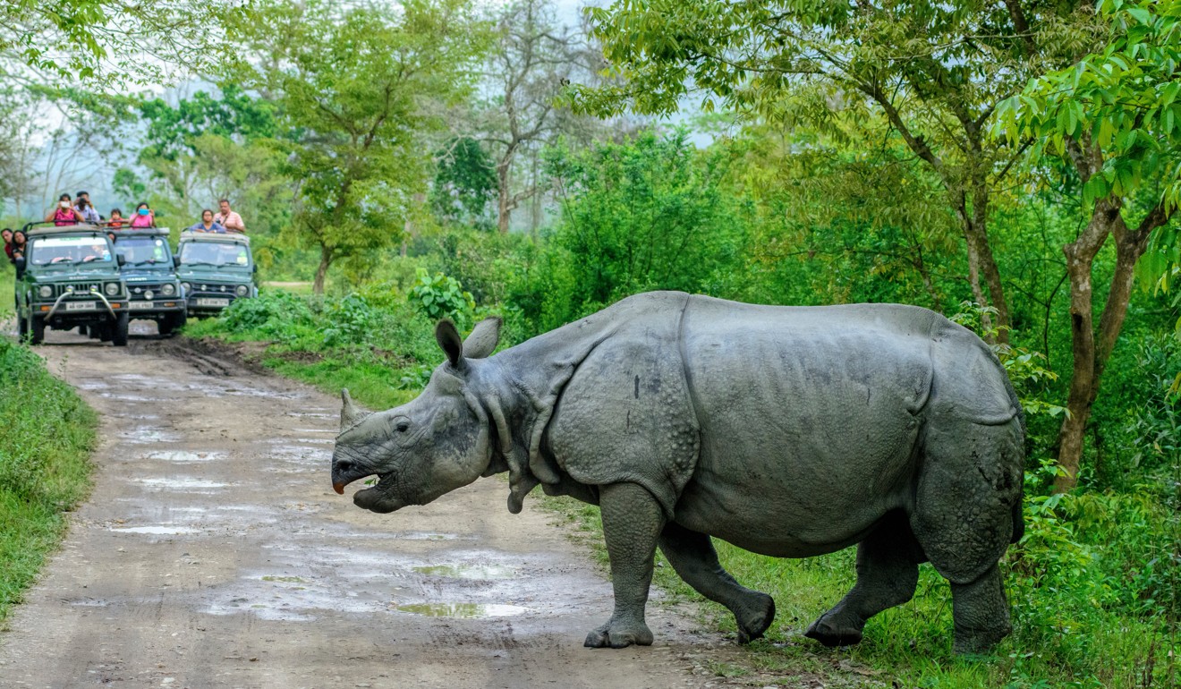 A greater one-horned rhinoceros in Kaziranga National Park, Assam, India. Photo: Shutterstock