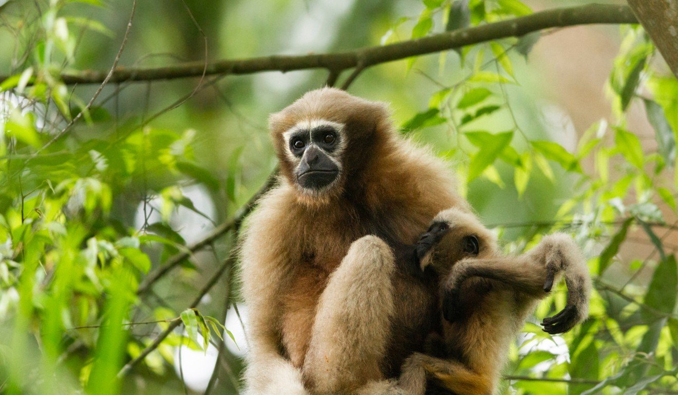 Hoolock gibbons at Hollongapar Gibbon Sanctuary, Assam. Photo: Shutterstock