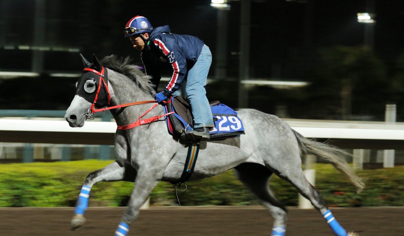 Decrypt gallops on the Sha Tin all-weather track on Thursday morning.