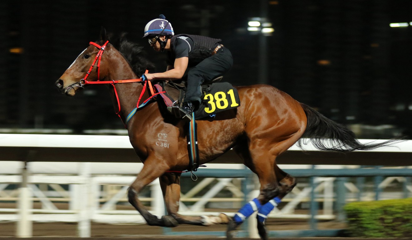 Wild West Wing works on the all-weather track at Sha Tin on Thursday.