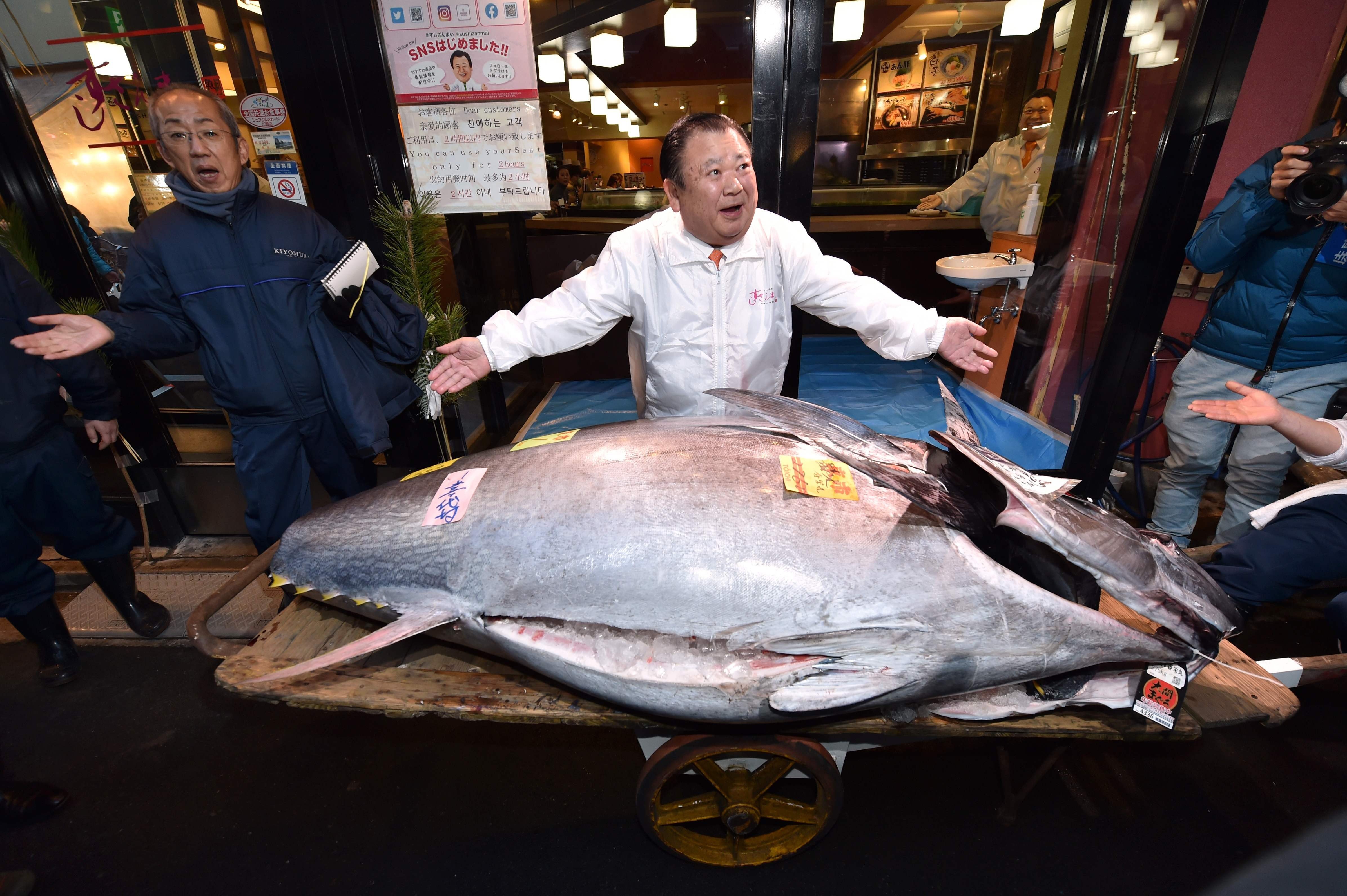 Мясо дорогих рыб. Тунец Bluefin. Тихоокеанский голубой тунец тунцы.