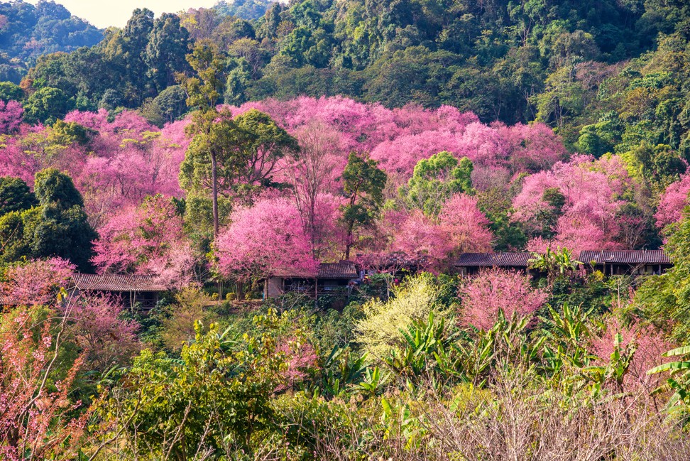 Wild Himalayan cherry blossoms at Khun Chang Kian, near Chiang Mai, in Thailand. Photo: Shutterstock