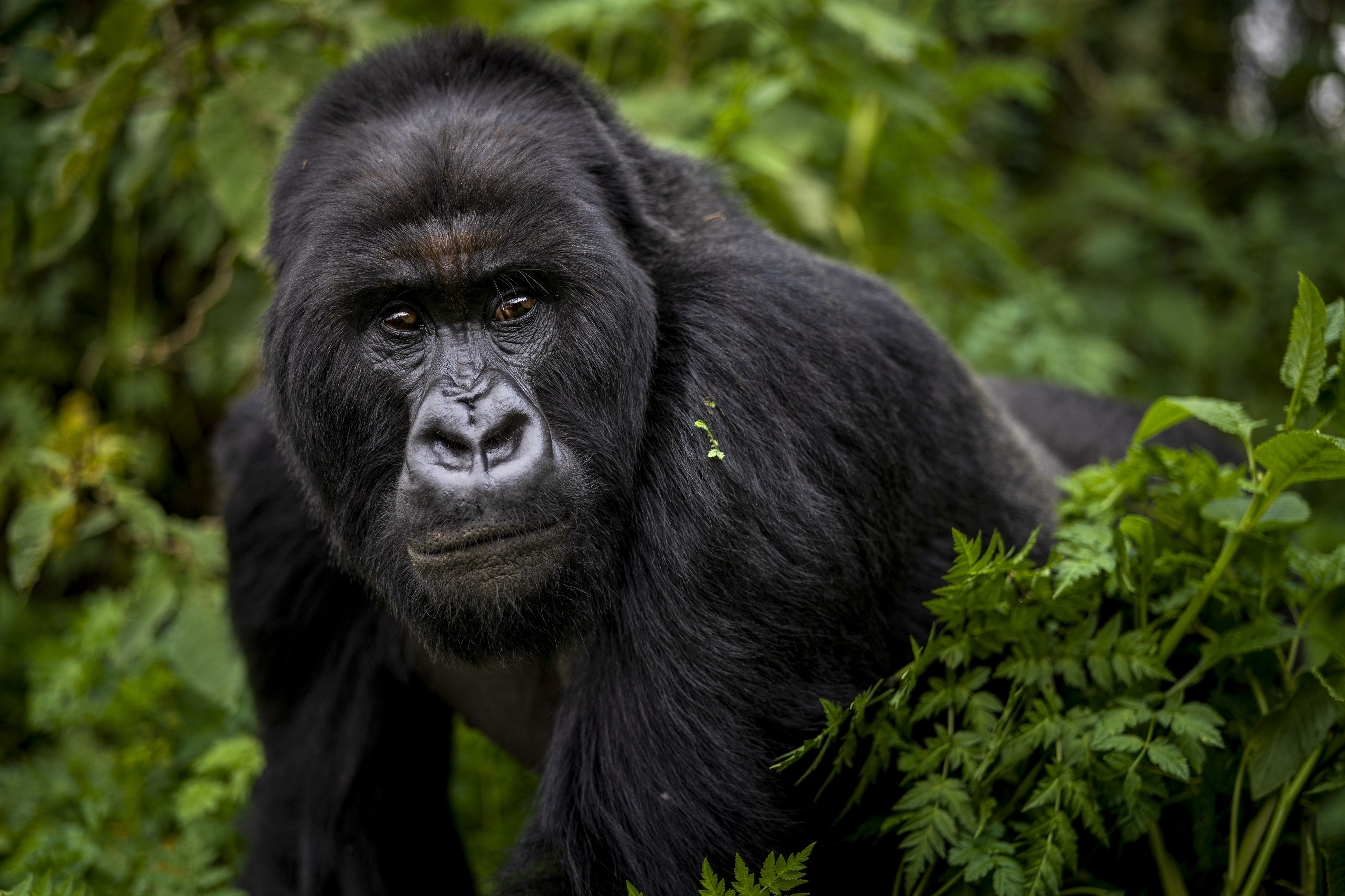 A mountain gorilla encounter got Jan Latta writing about endangered animals. Photo: AP