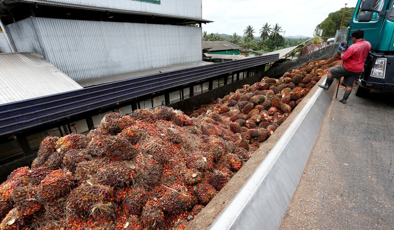 Palm oil fruits are unloaded from a truck at a mill in Malaysia. Photo: Reuters