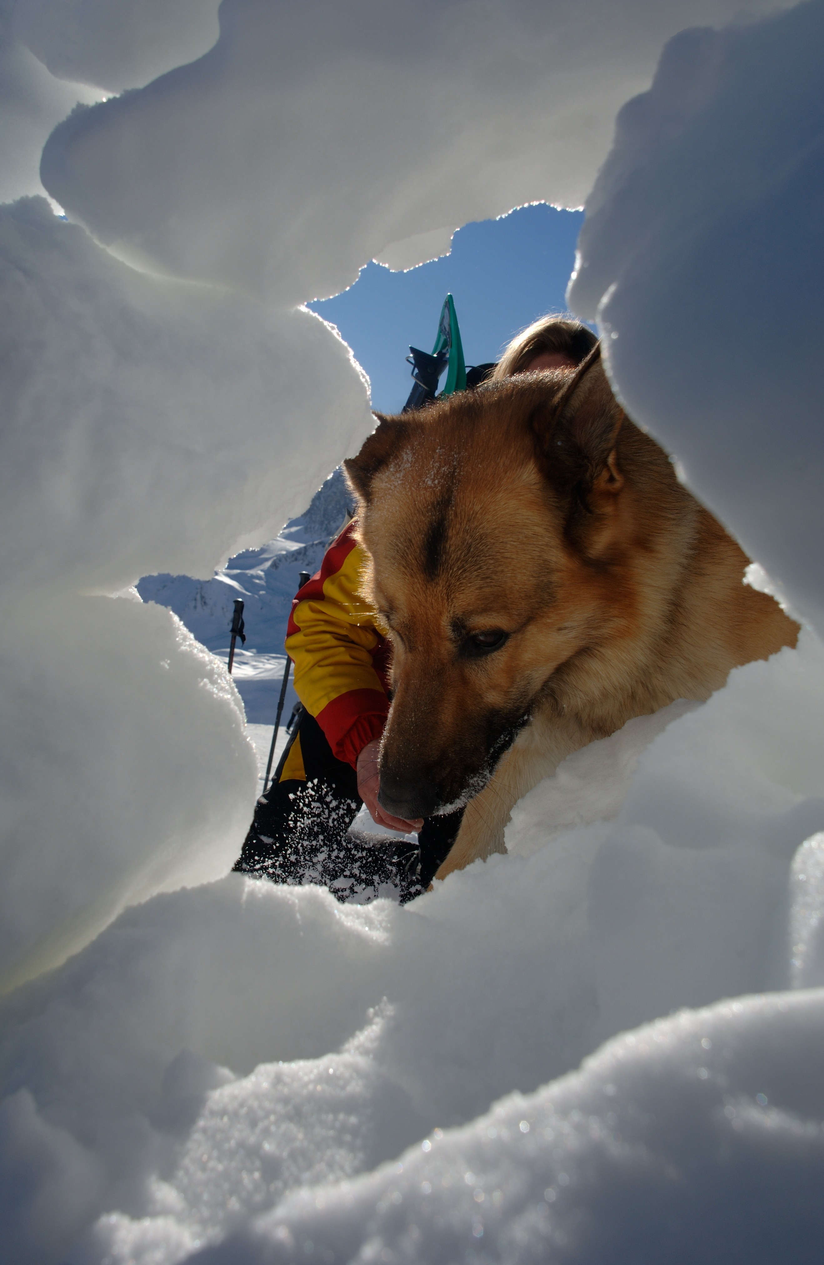 An avalanche rescue dog undergoes training. Photo: Philippe Royer/Gamma-Rapho via Getty Images