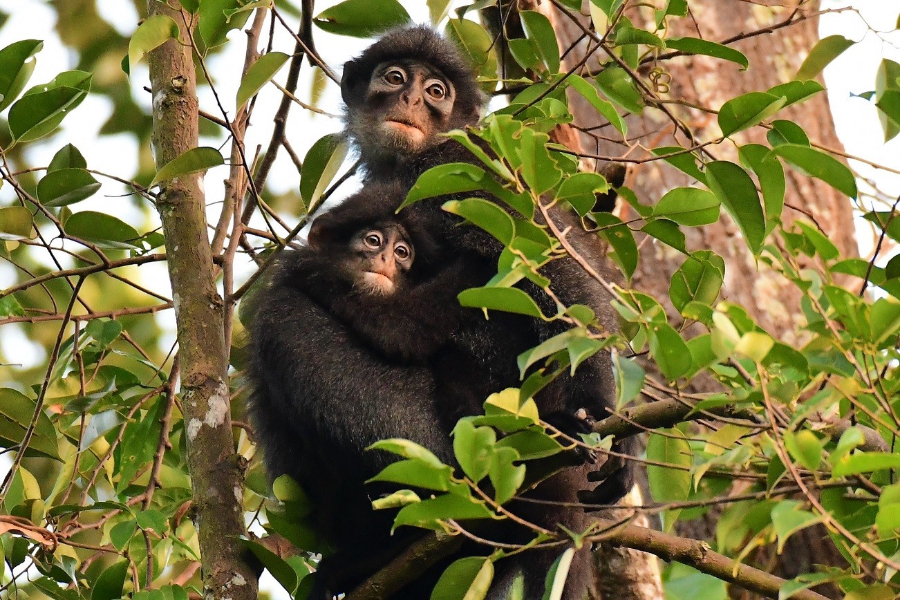 Raffles’ Banded Langur. Photo: courtesy of Andie Ang
