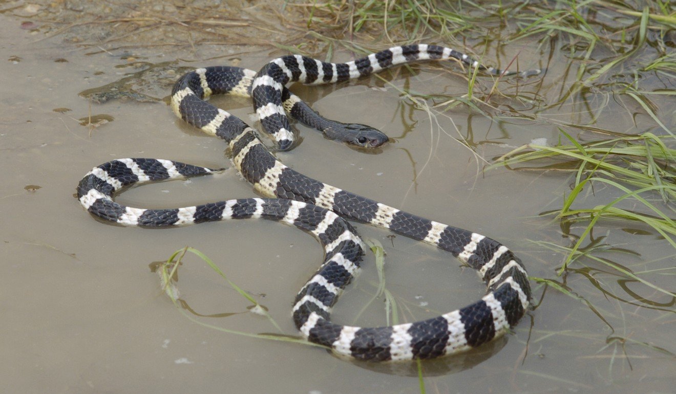The Many-banded krait has been identified as one of two snakes that could be the reservoir for the coronavirus outbreak. Photo: AFCD