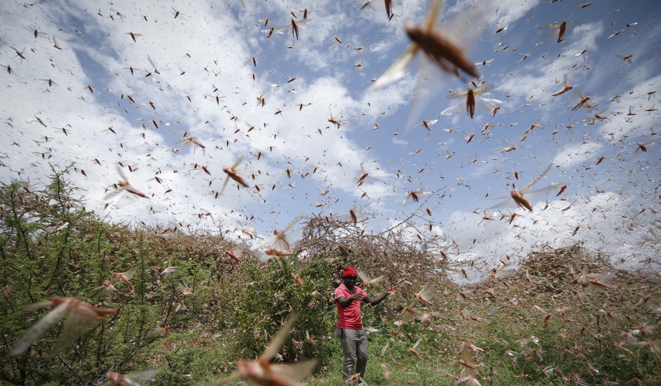 Large swarms of desert locusts have been invading Kenya for weeks. Photo: EPA