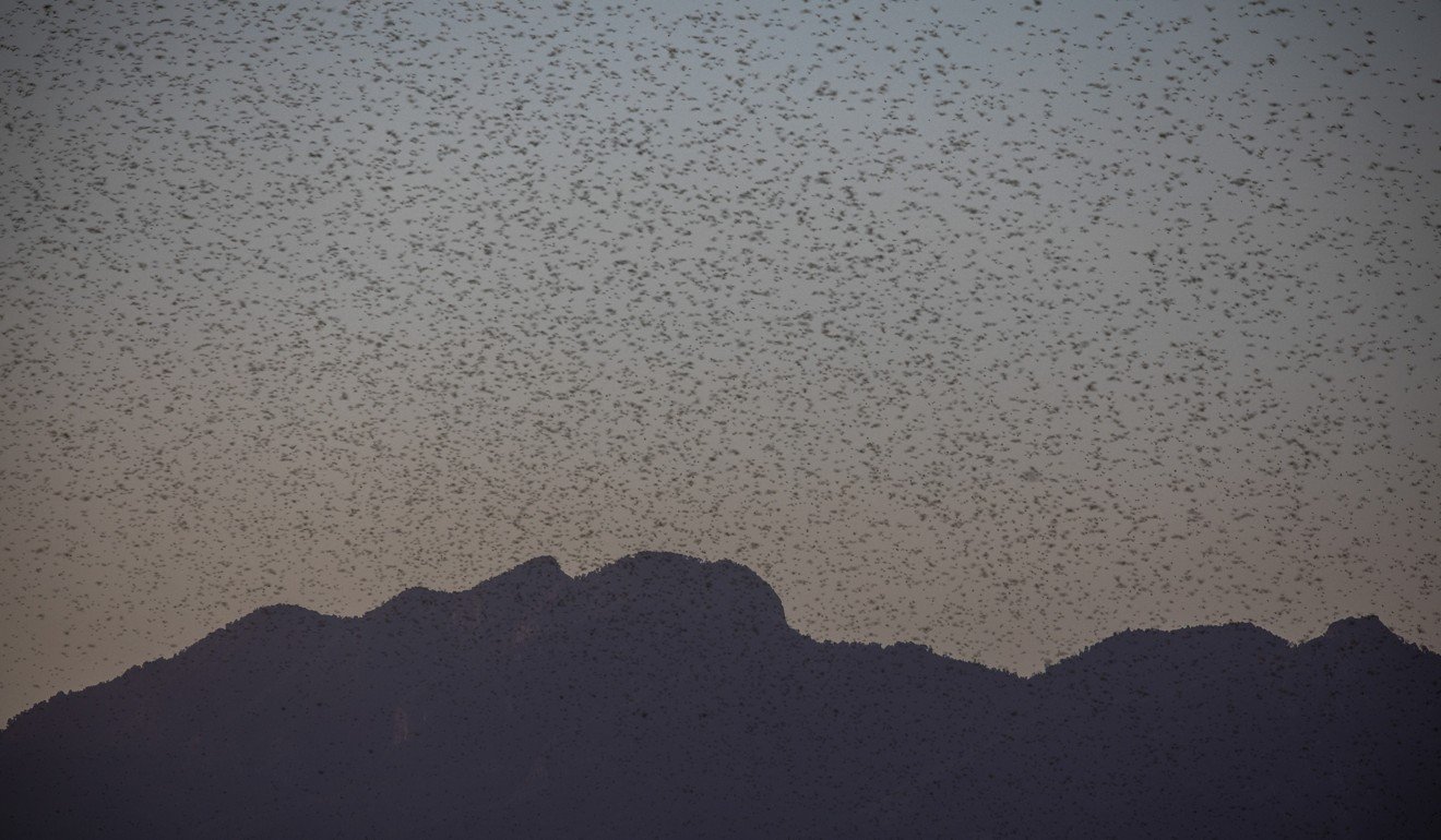 A large swarm of desert locusts near Lekiji, Samburu East, Kenya. Photo: EPA