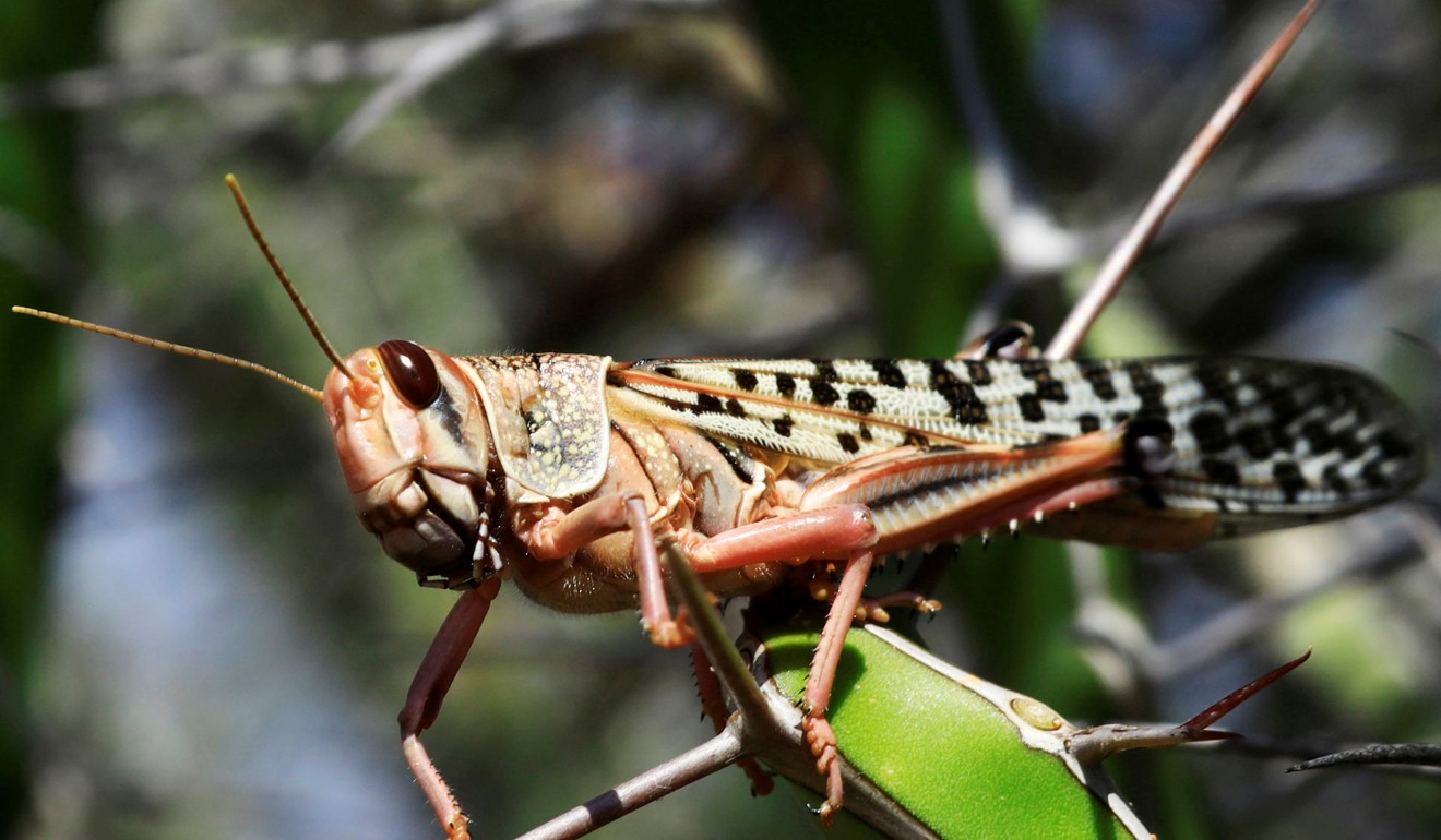 A desert locust feeds on a plantation in Somalia. Photo: Reuters