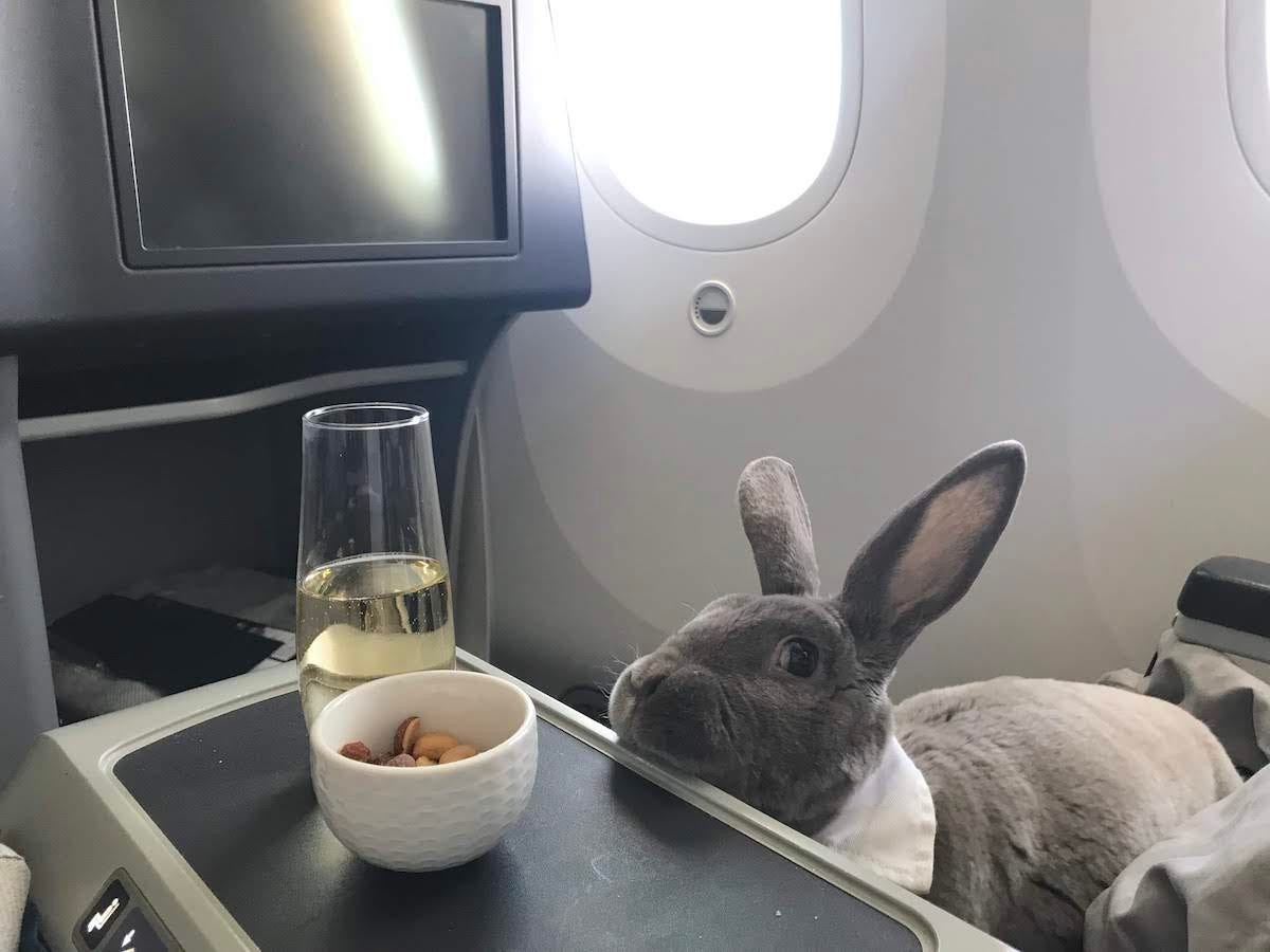 Coco the bunny flew first class with her owner, Takako Ogawa from San Francisco to Japan. Photos: Takako Ogawa