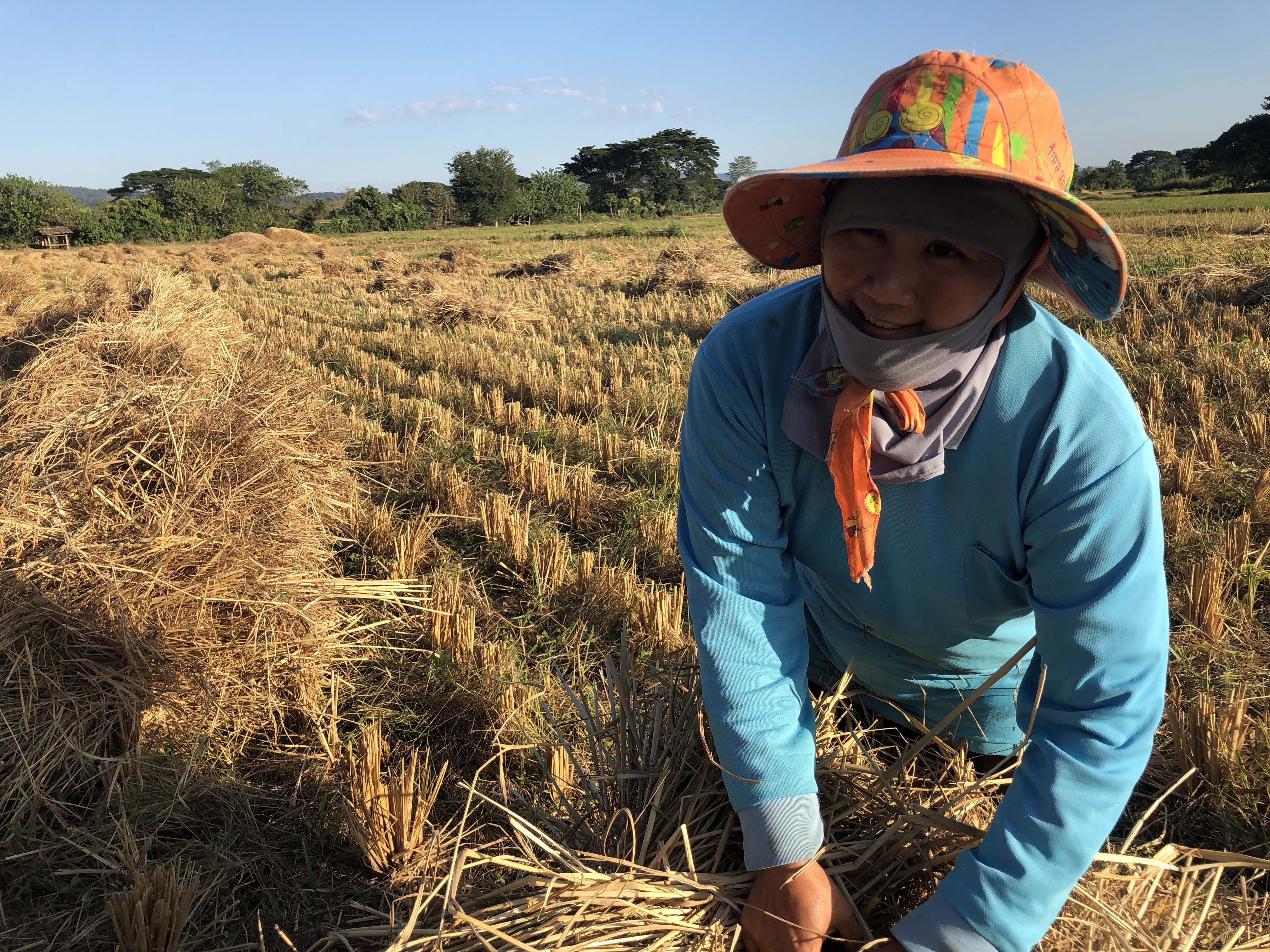 Thai land rights activist Waewrin Buangern, or Jo, working in the fields in Ban Haeng village. Photo: Lam Le