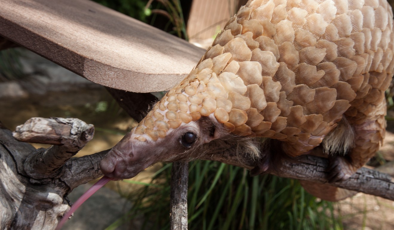 Pangolins are critically endangered, mainly as a result of poaching. Photo: Shutterstock