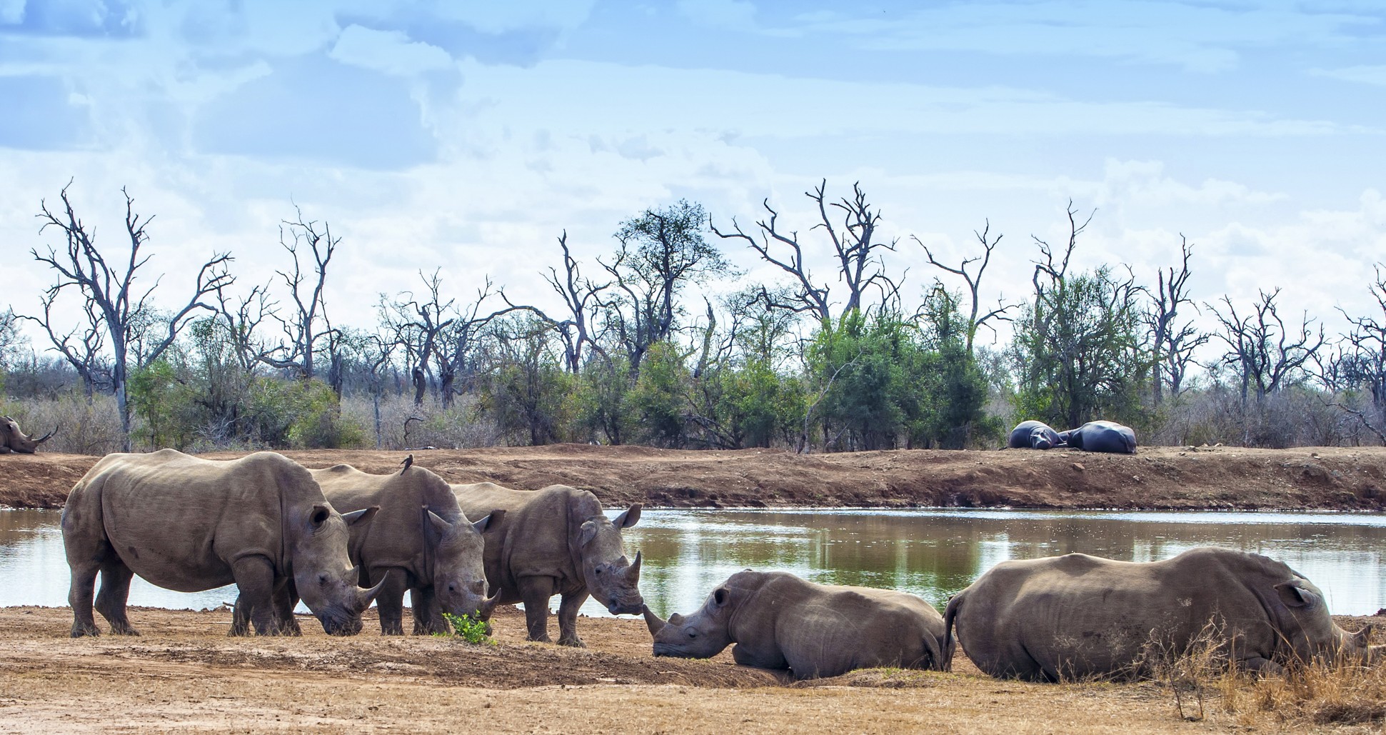 Rhinoceroses in Hlane Royal National Park, eSwatini. Photo: Shutterstock