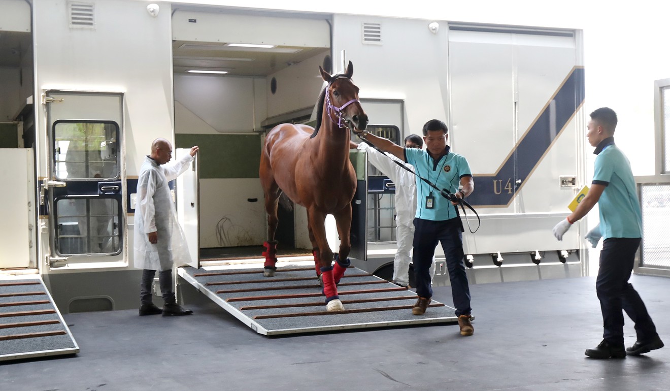 Horses at The Hong Kong Jockey Club Conghua Racecourse. Photo: HKJC