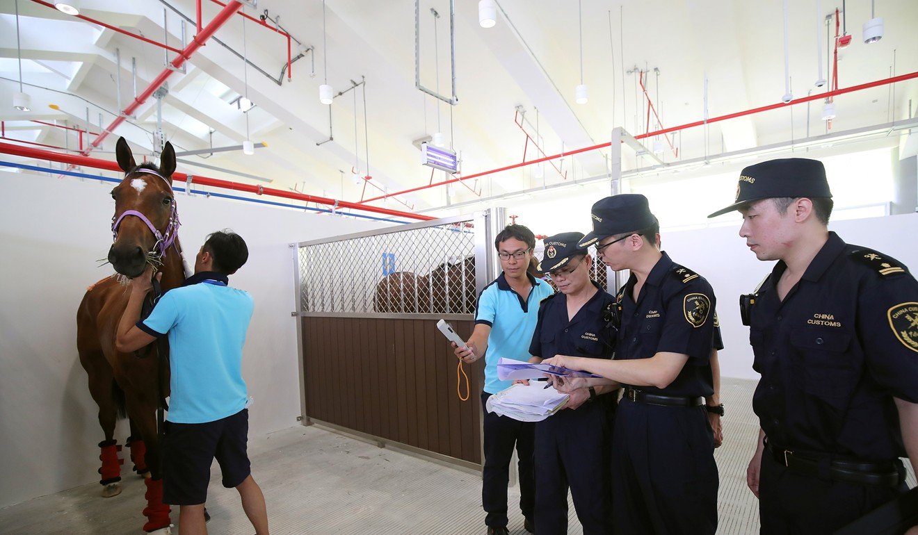 Horse being inspected by quarantine officials at Conghua. Photo: Kenneth Chan