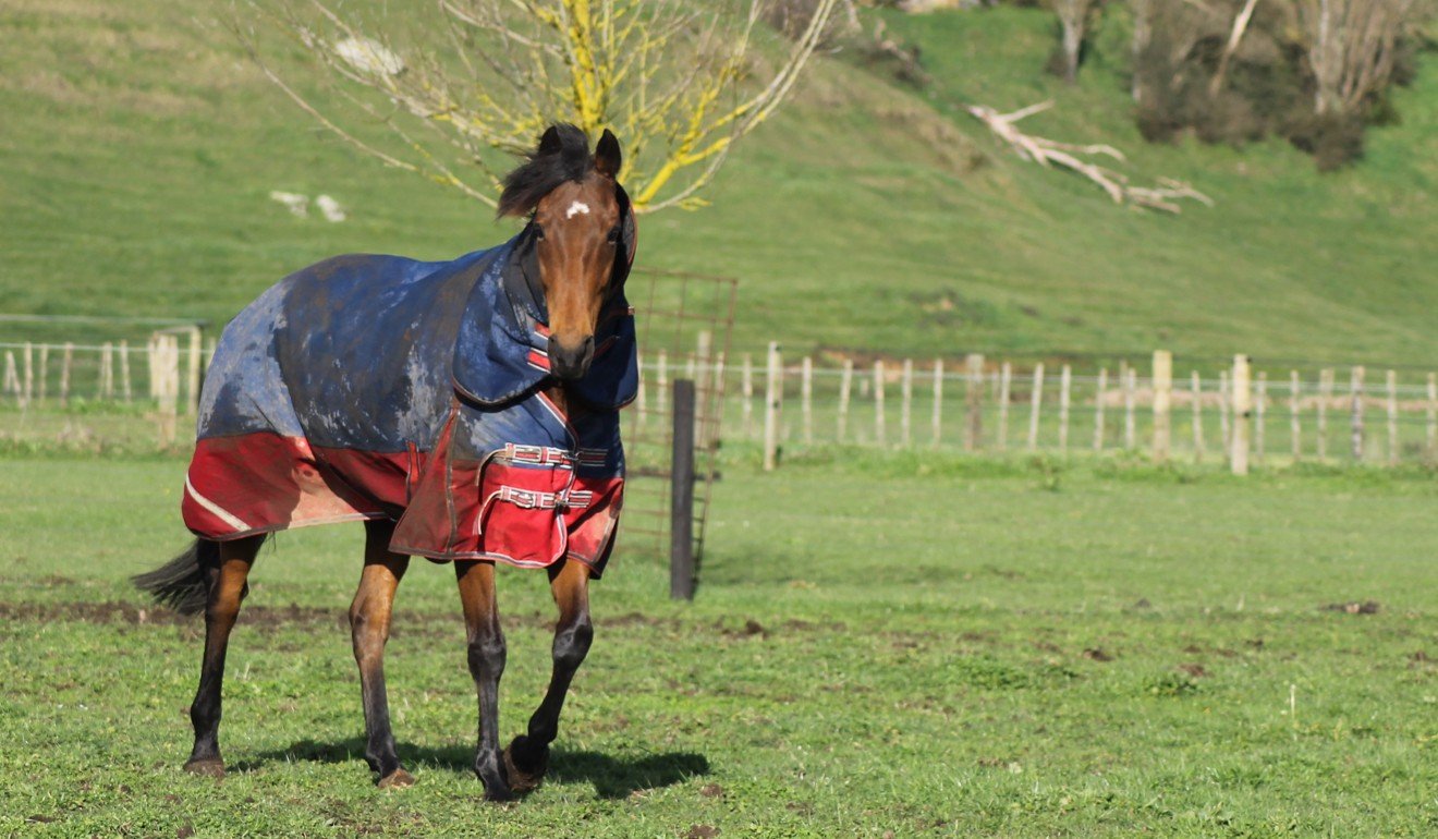  Hei Hei solaire profitant de sa retraite. Photo : RTI