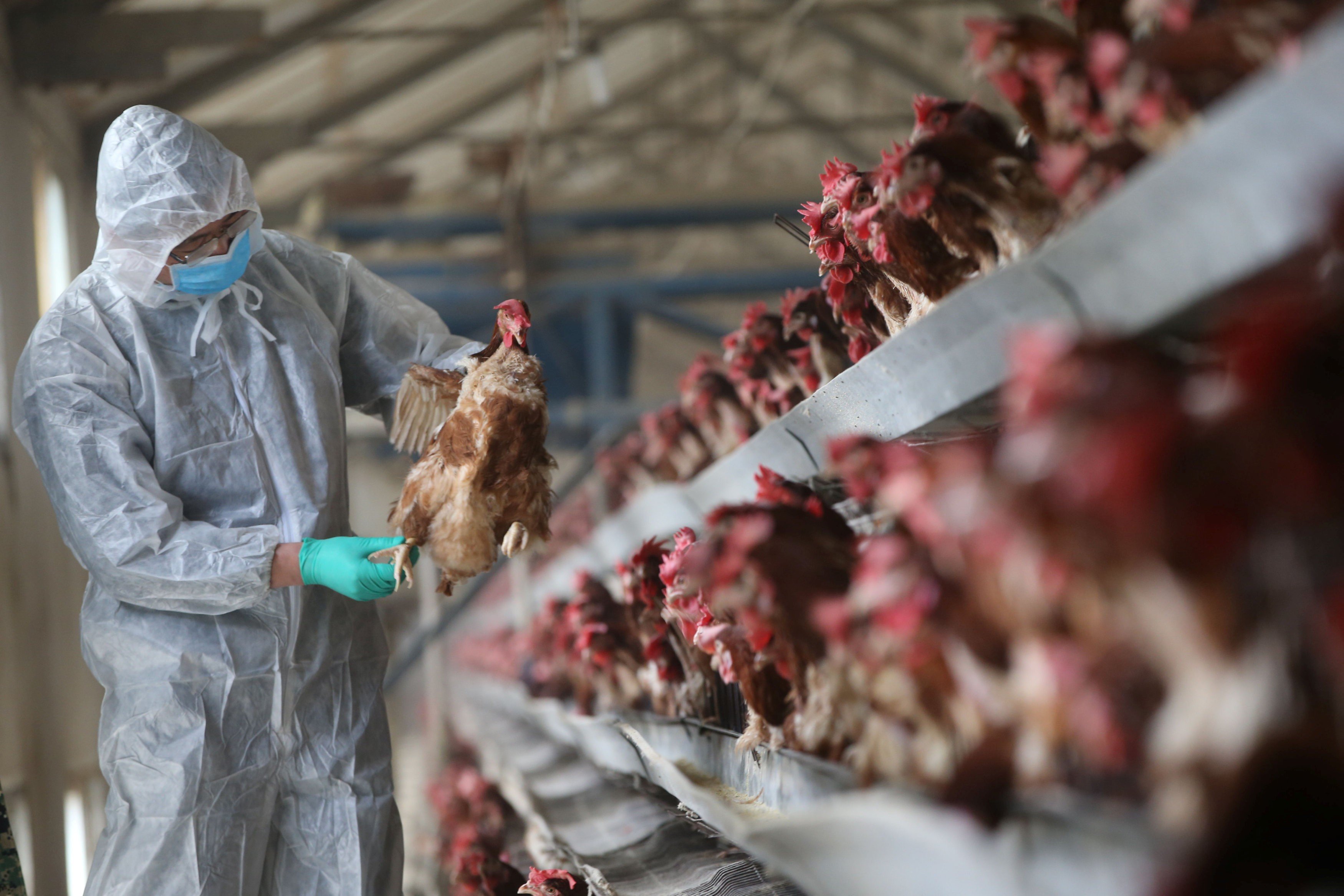 H5N1 bird flu has been reported in chickens in two Chinese provinces this month. Photo: Reuters