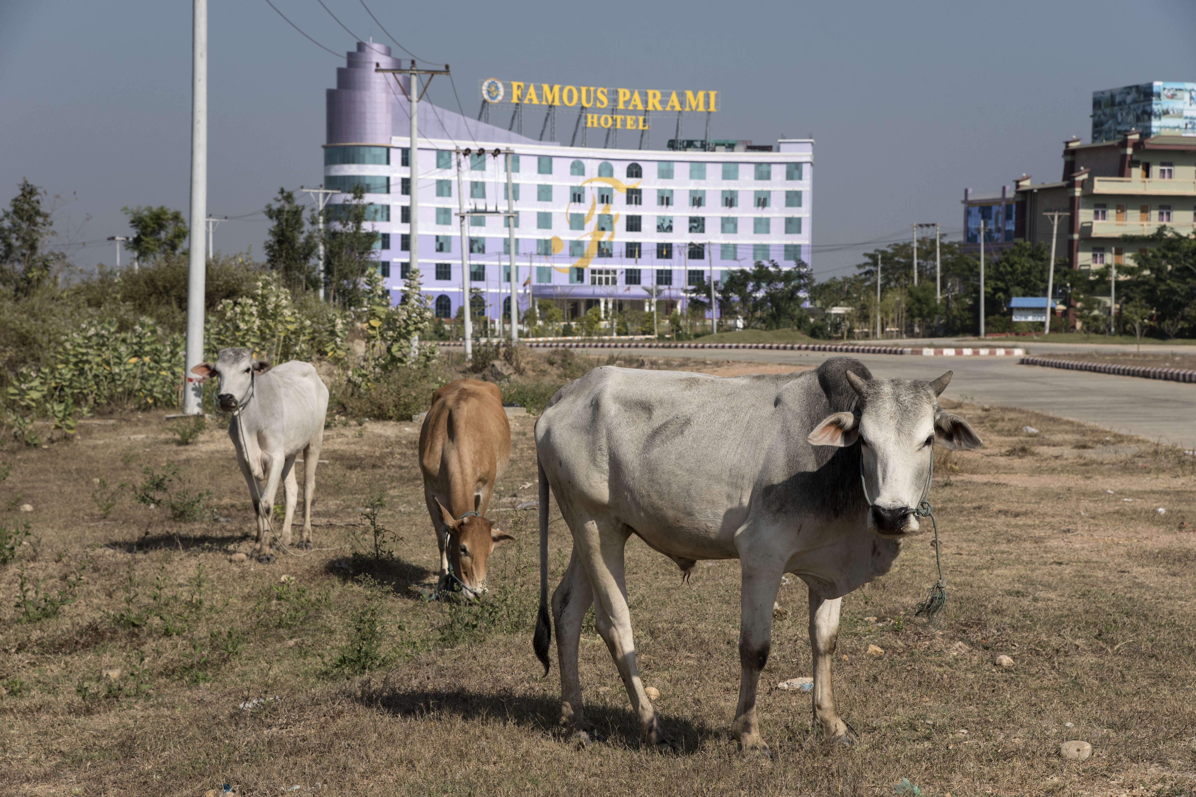 Cows graze at the entrance to a Naypyidaw hotel. Photo: Getty Images
