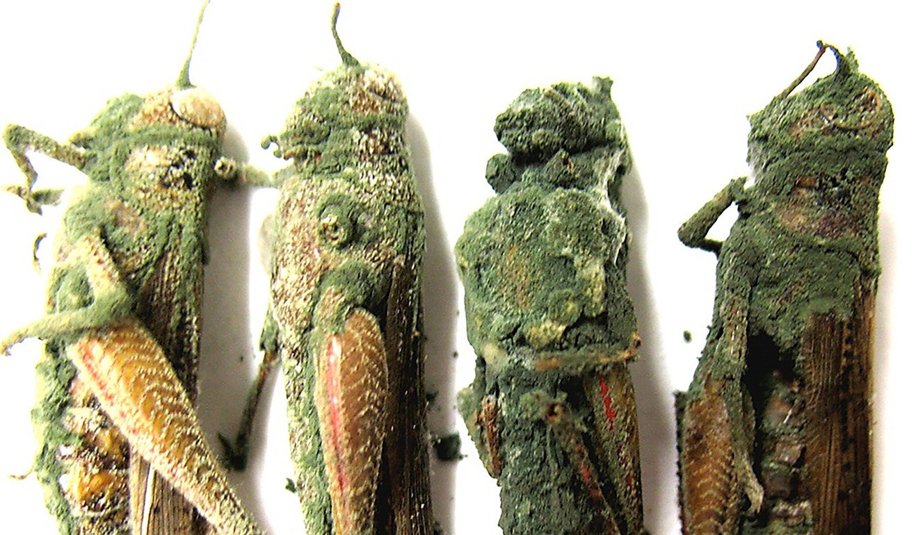 A locust being eaten inside out by the metarhizium fungi. Photo: Chinese Academy of Sciences and the University of Maryland