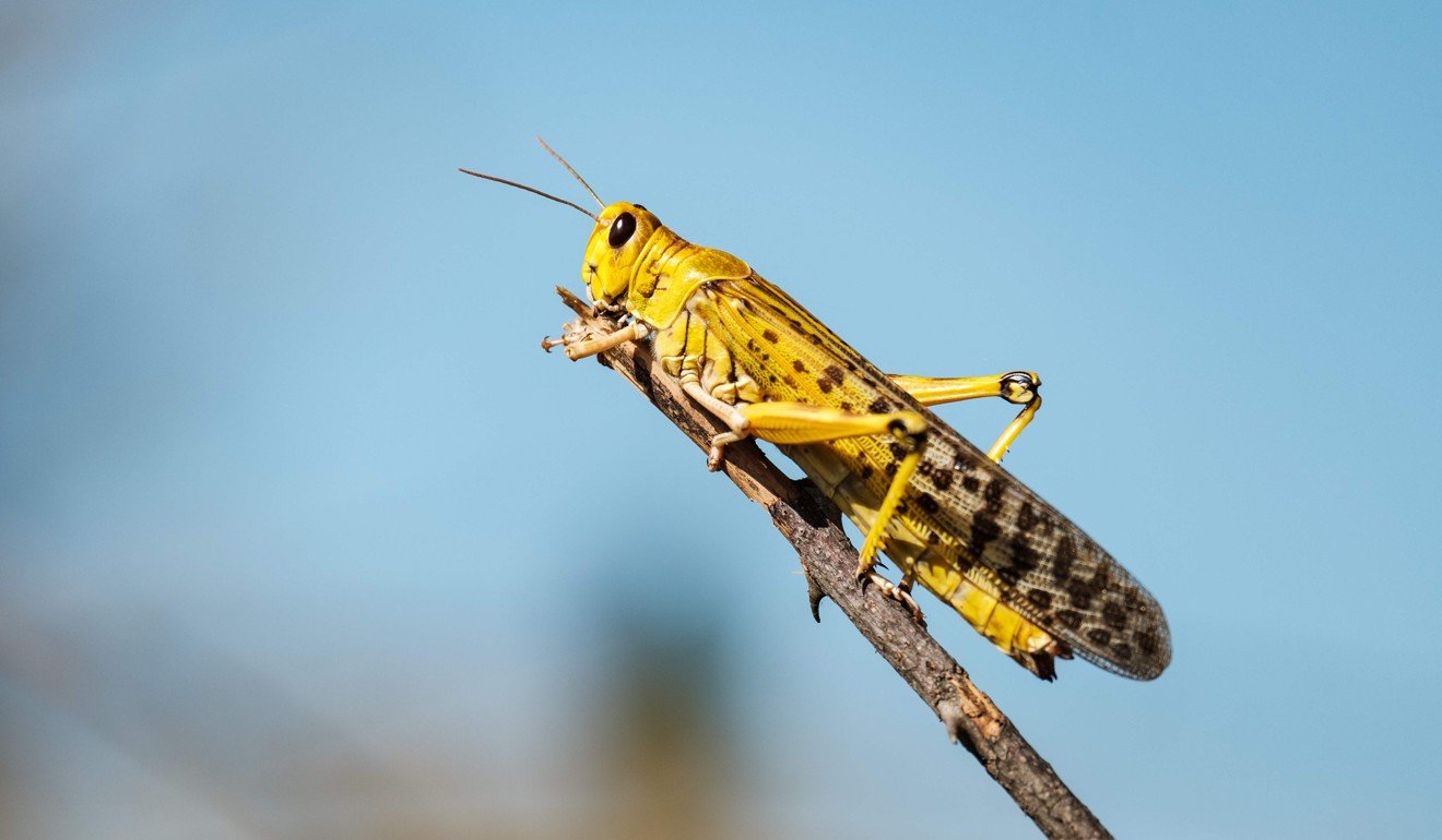 China has a long and bitter history of locust swarms. Photo: AFP