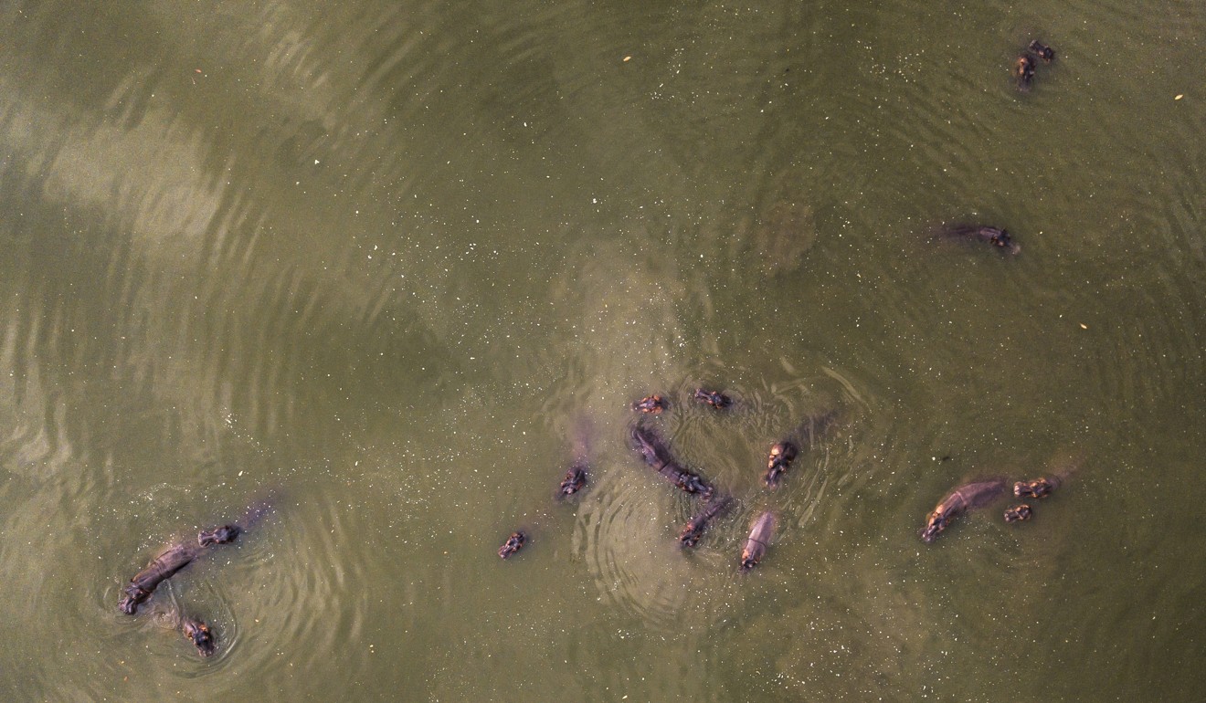 Hippos submerged in the lake at Napoles Park in Puerto Triunfo, Colombia. Photo: AP