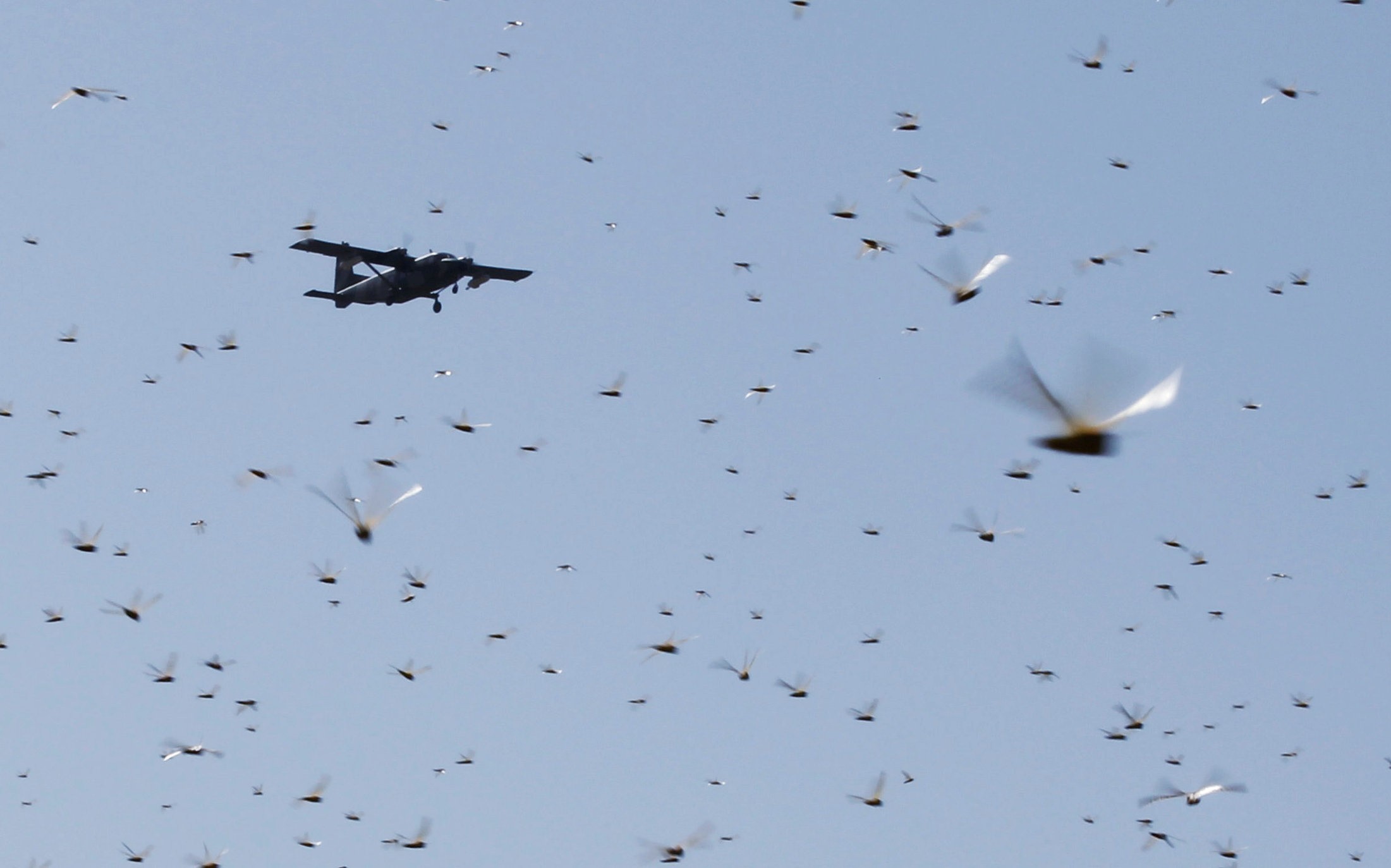 Locust swarms that have infested India and Pakistan have raised concerns in neighbouring China. Photo: Reuters