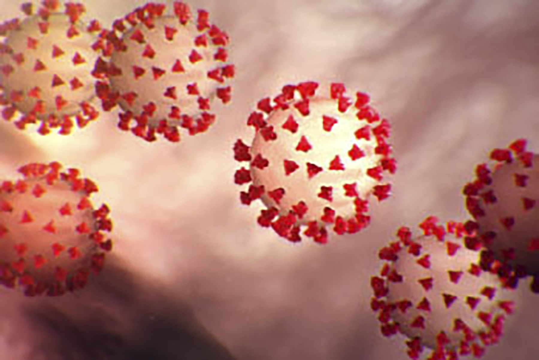 Autopsies help scientists gain a better understanding of the coronavirus. Photo: AFP