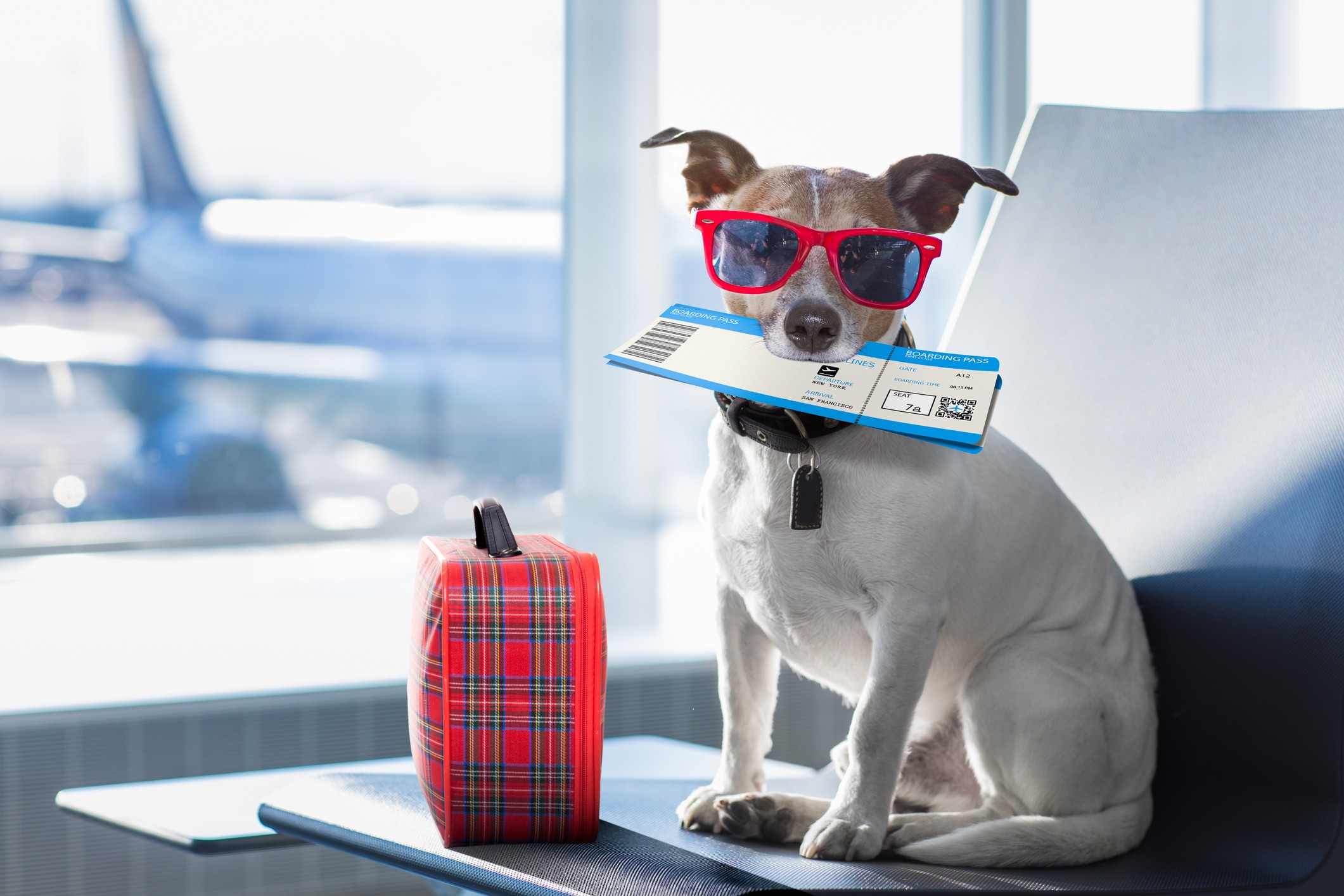 Many airports now cater to your four-legged friends, and four airports have gone the extra mile to build lounges where almost every creature on Earth can be housed, bathed and pampered. Photo: Getty Images