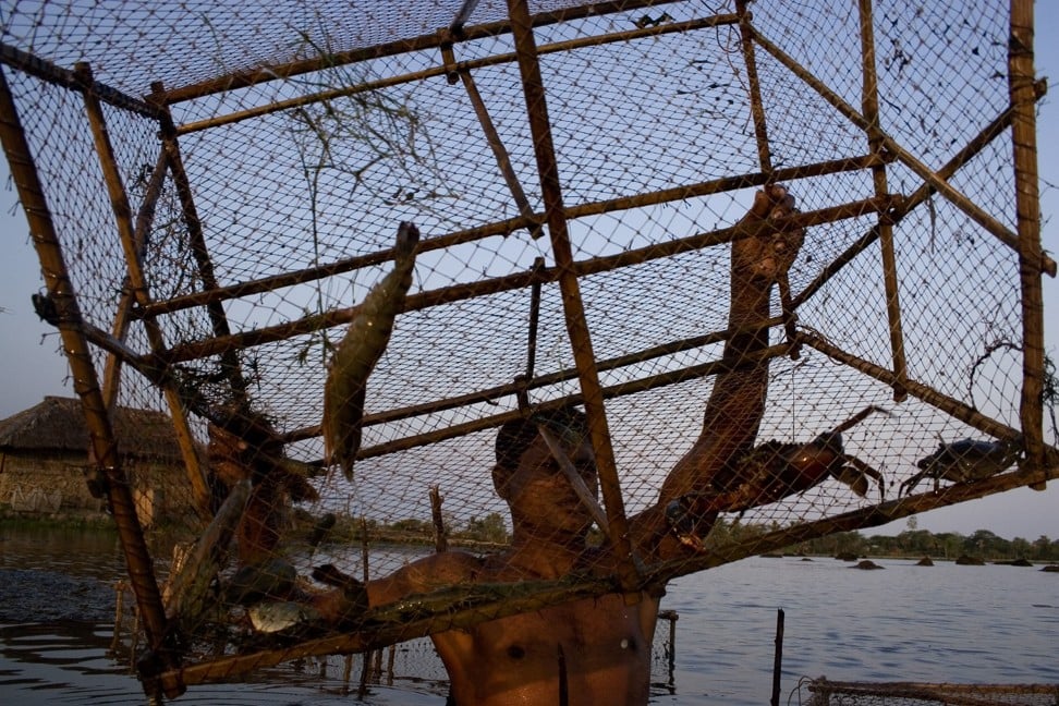 A shrimp farmer at work in the Sundarbans, Bangladesh. Photo: Universal Images Group via Getty Images