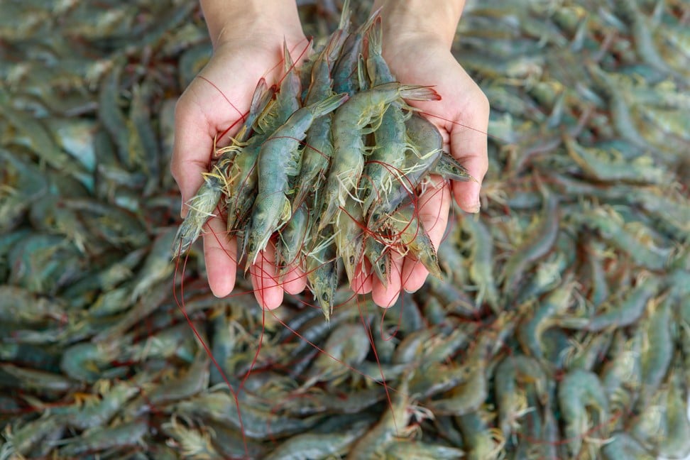 The global shrimp industry is massive and unsustainable. Photo: Shutterstock