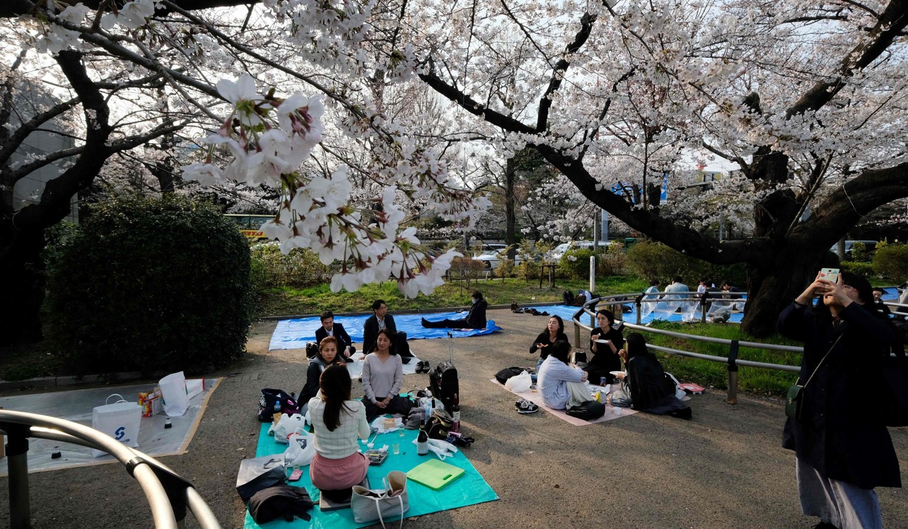 People picnic under cherry trees in full bloom in Tokyo last year. Photo: AFP