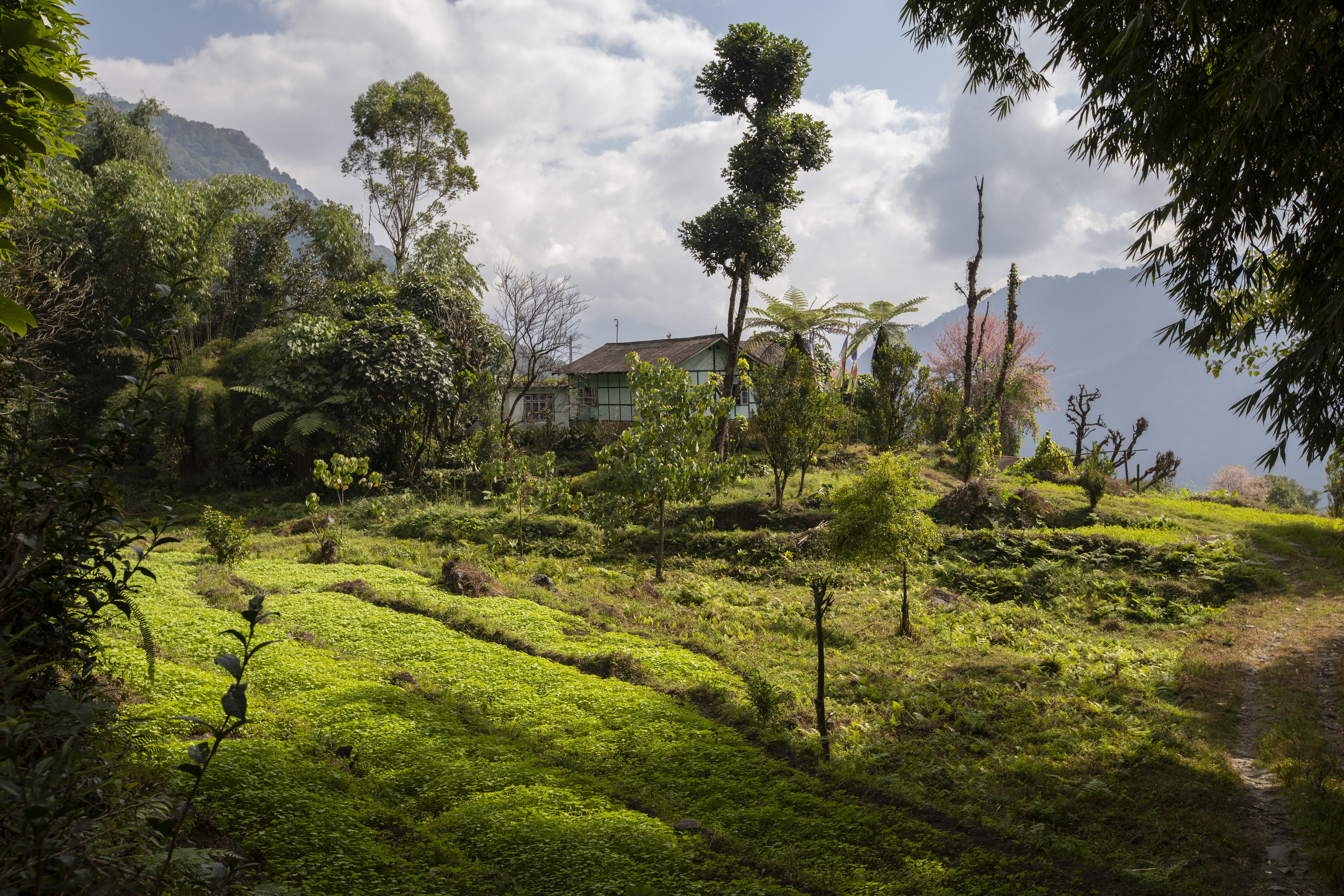 An organic farm in the village of Tingvong, Dzongu, in the Indian state of Sikkim. Photo: Matilde Gattoni
