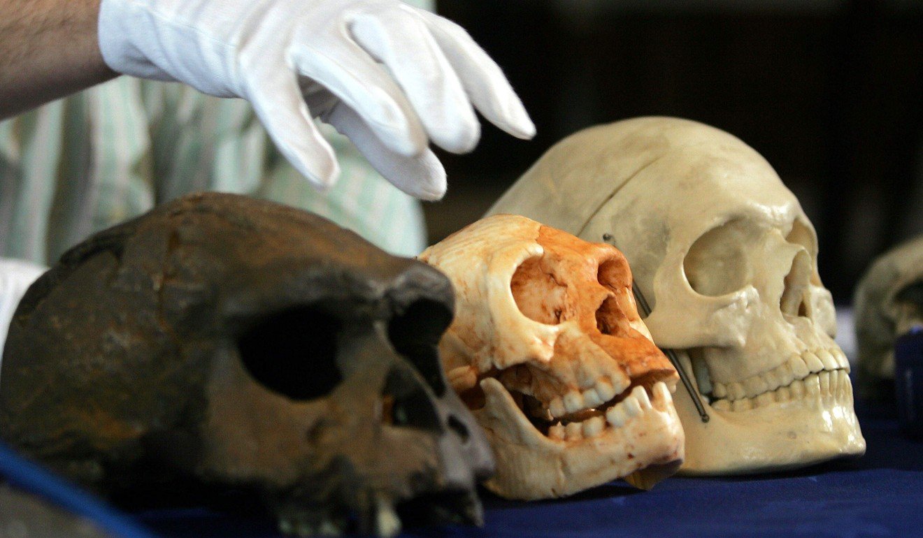 A homo floresiensis skull, centre, between one of a neanderthal and one of homo sapiens. Photo: AFP