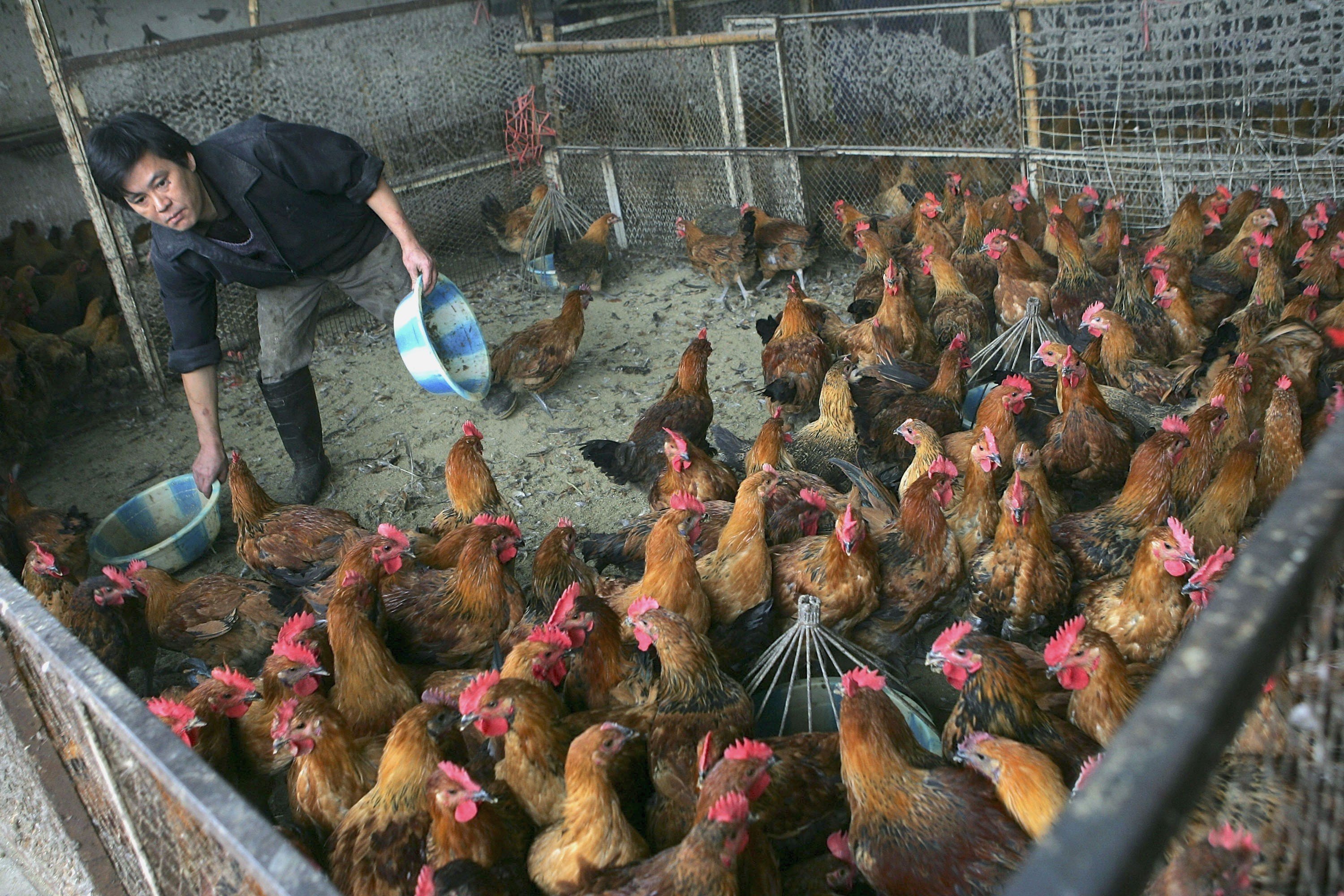 The live poultry trade may play a “significant role” in bird flu transmission across China, researchers say in a new report. Photo: Getty Images